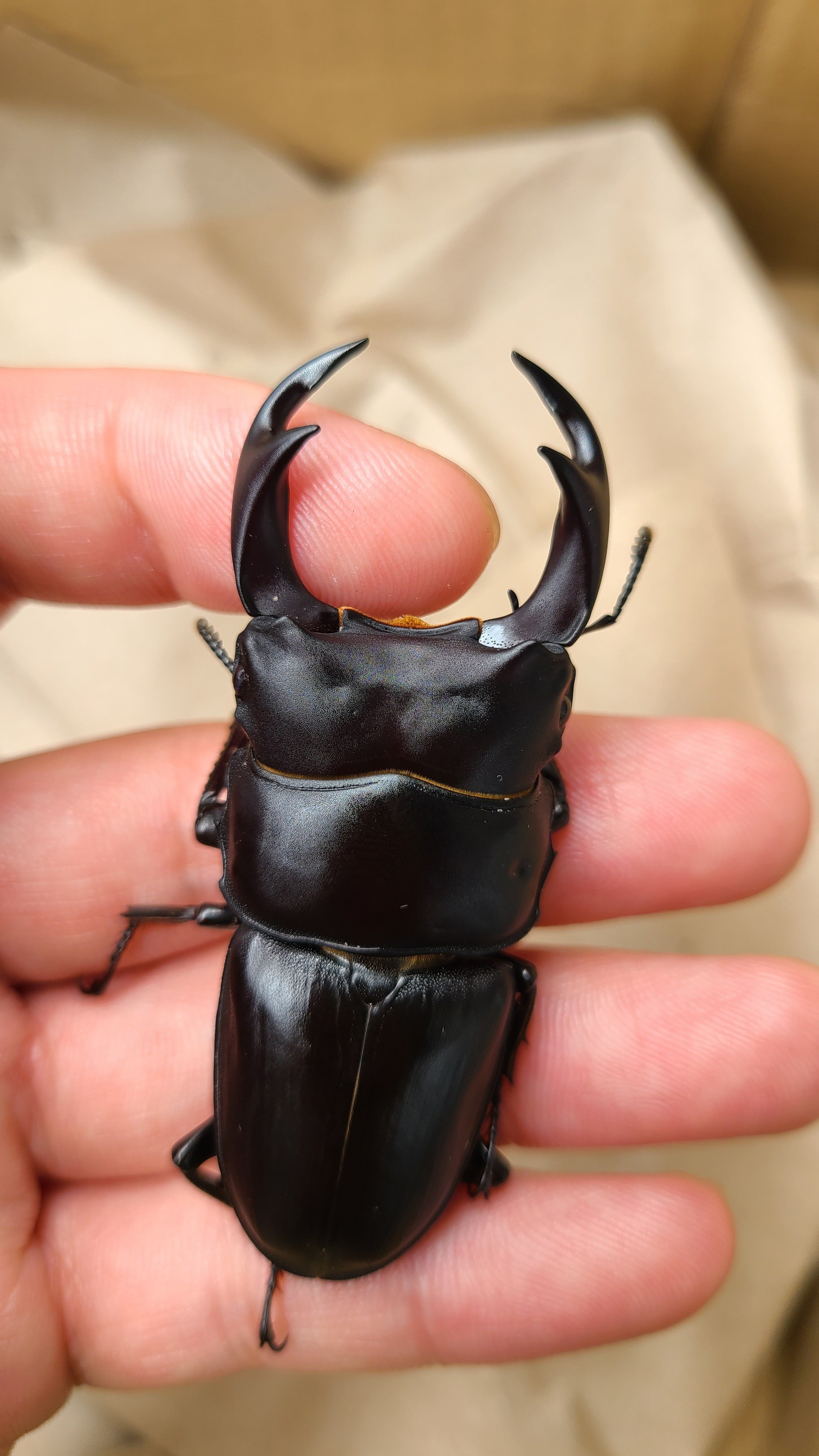 対馬・関西地方 オオクワガタ採集記 〜京都編〜｜キヨタミ