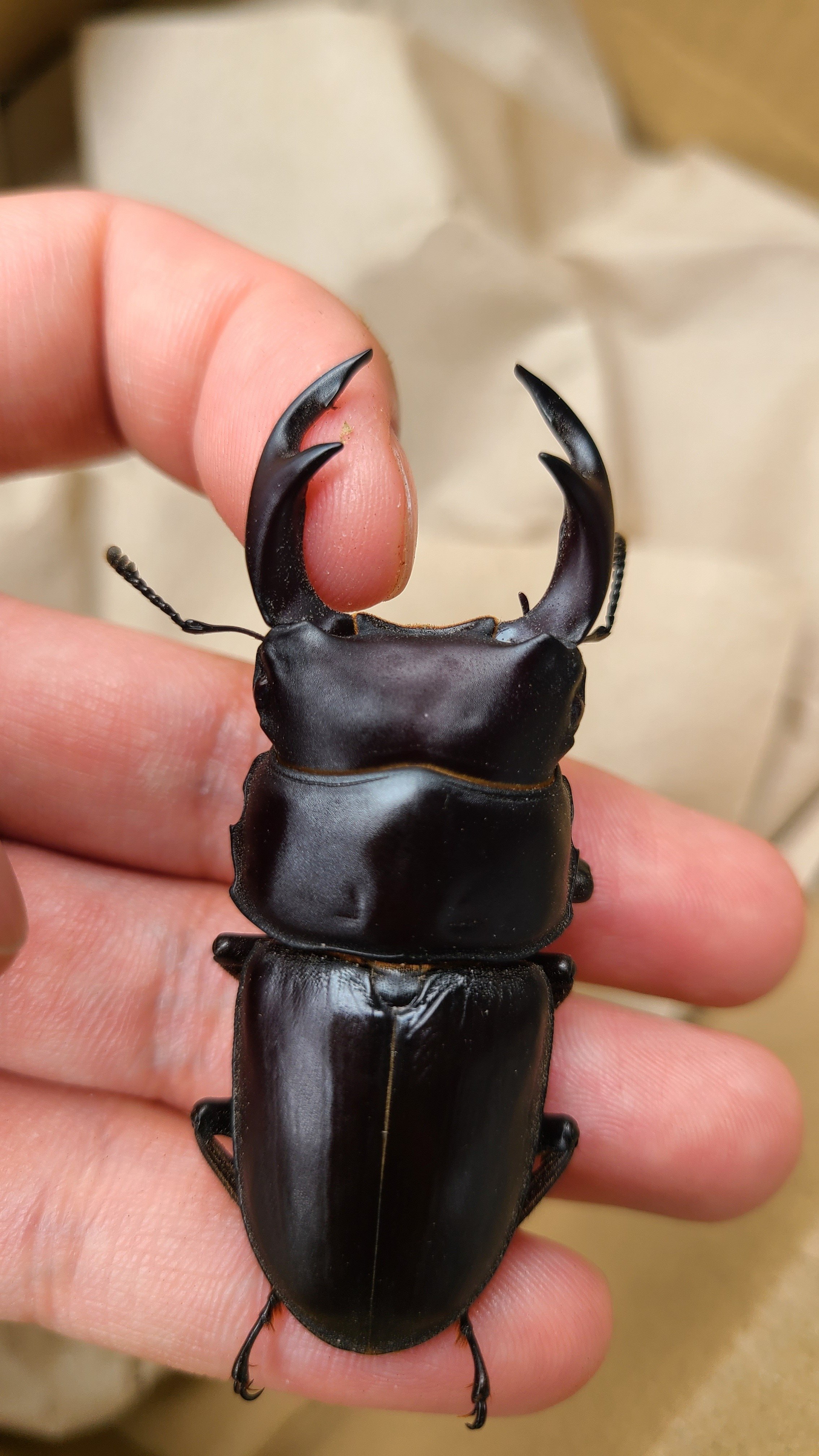 対馬・関西地方 オオクワガタ採集記 〜奈良編〜｜キヨタミ