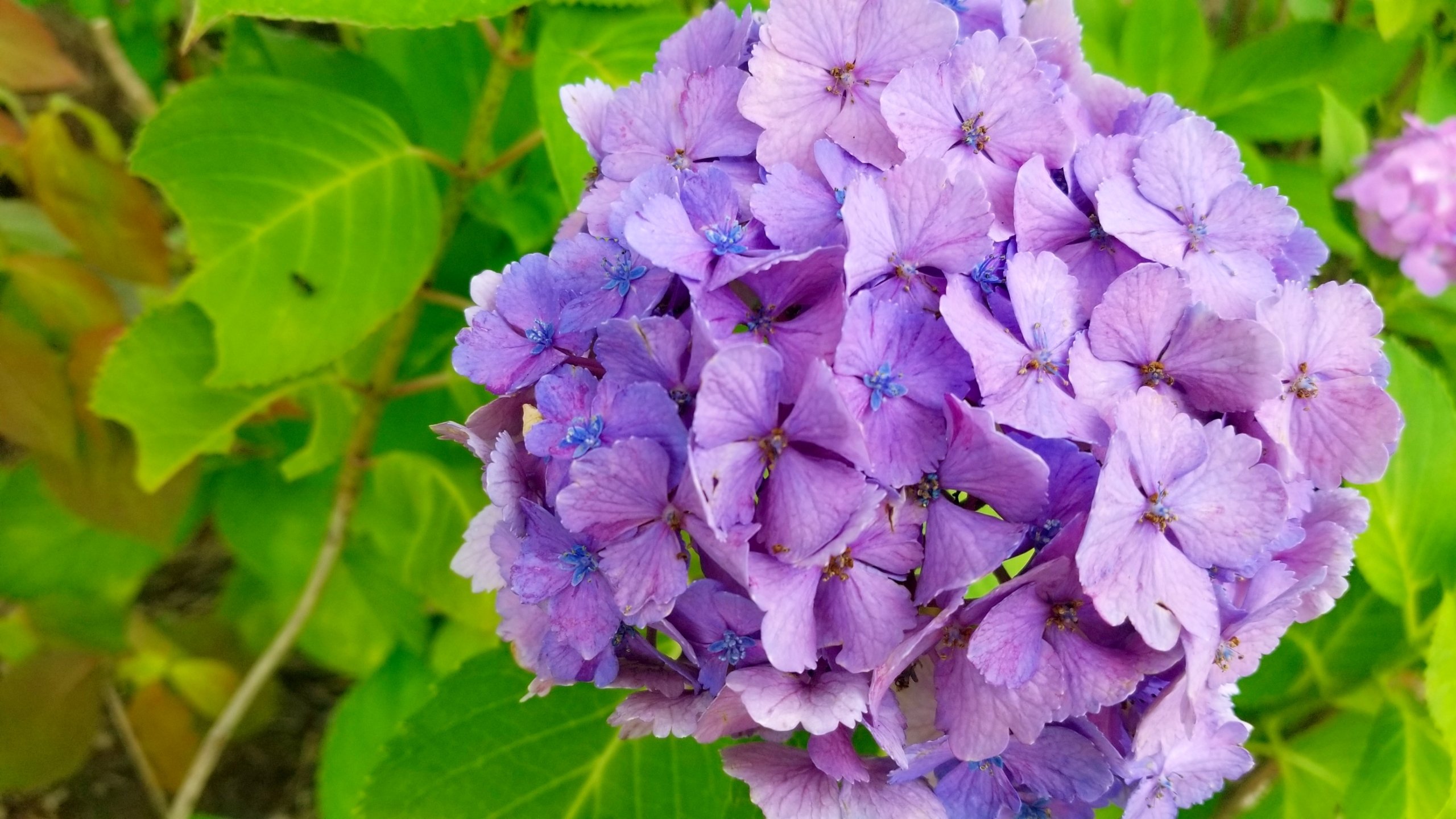 ヤトッチ 紫陽花の花びら ヤトッチ 紫陽花の花びら