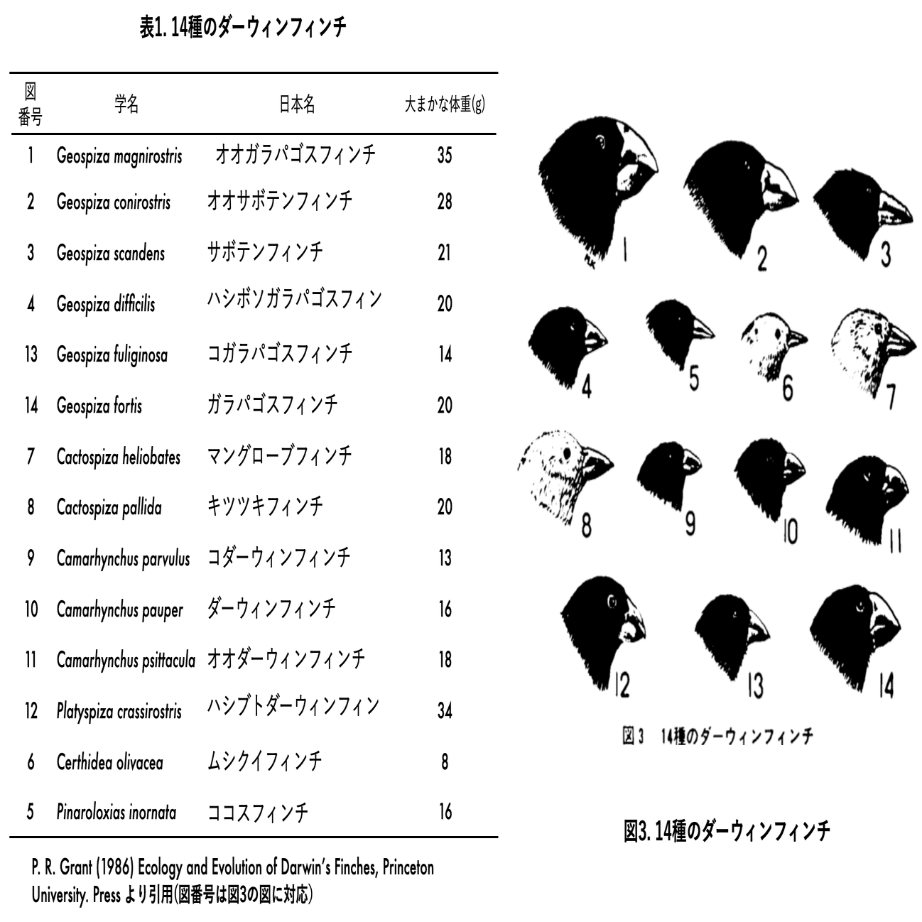突然変異主導進化論 進化論の歴史と新たな枠組み Amazon.com: 突然変異主導進化論: 進化論の歴史と新たな枠組み