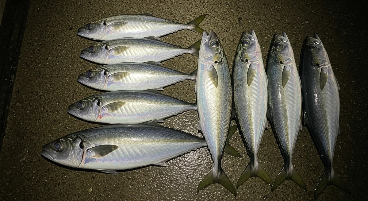 夜の堤防の床に、釣り上げたばかりの尺アジ(30cm超)が美しく並べられている写真