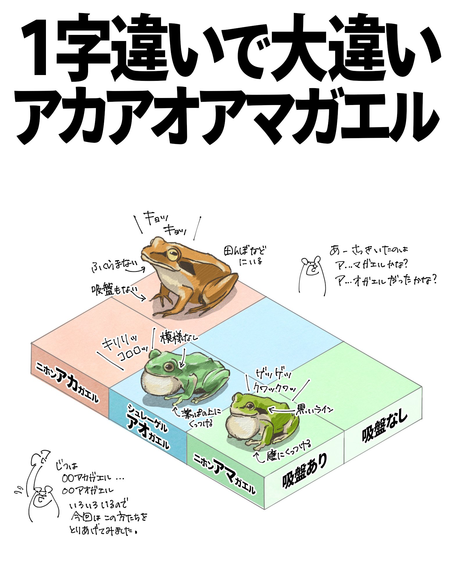 1字違いで別の種類になるカエルたち｜くますけ｜自然ガイド・クリエイター