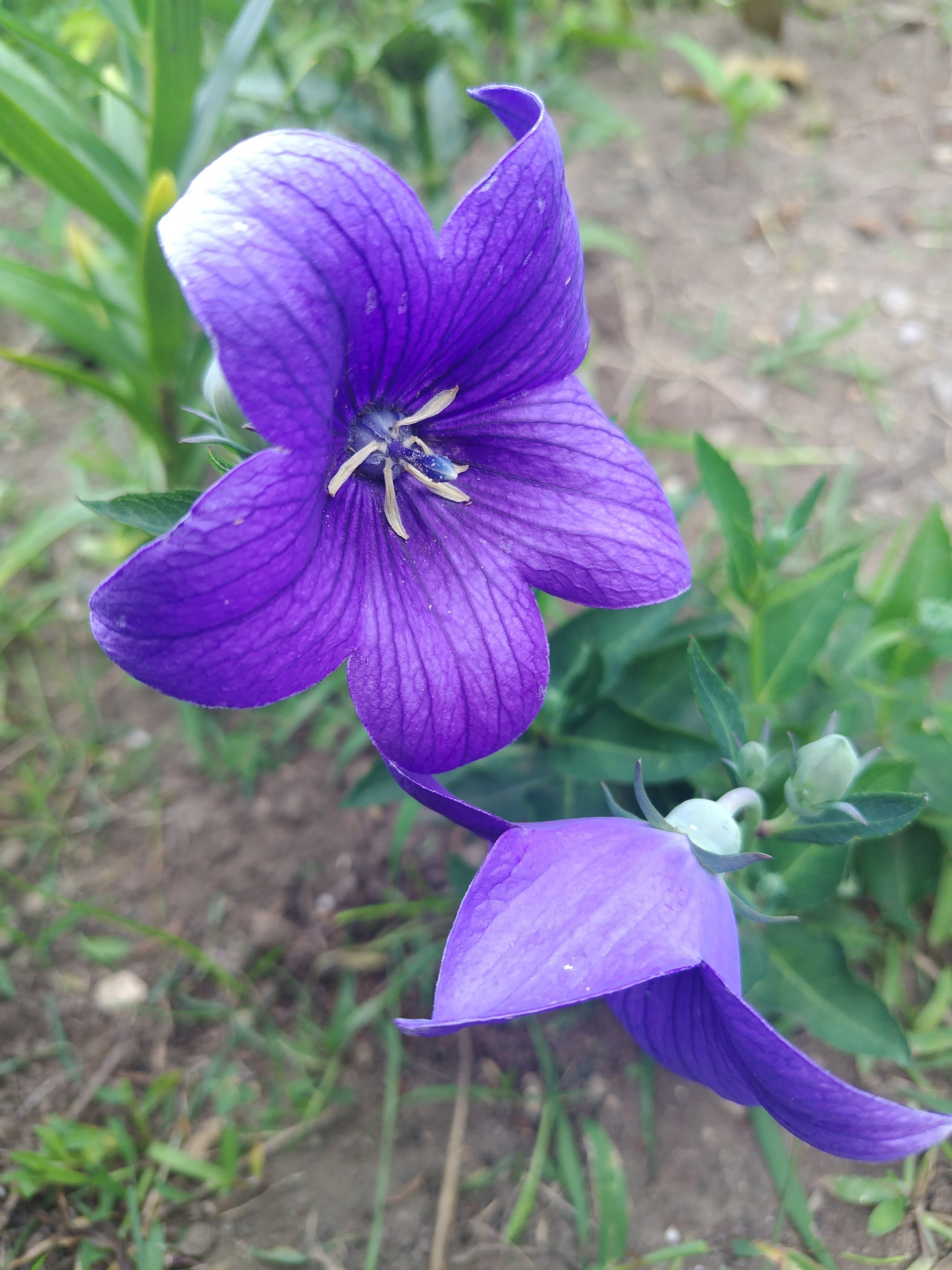 今日の花 #25〜桔梗〜｜ジャスミンティータイム