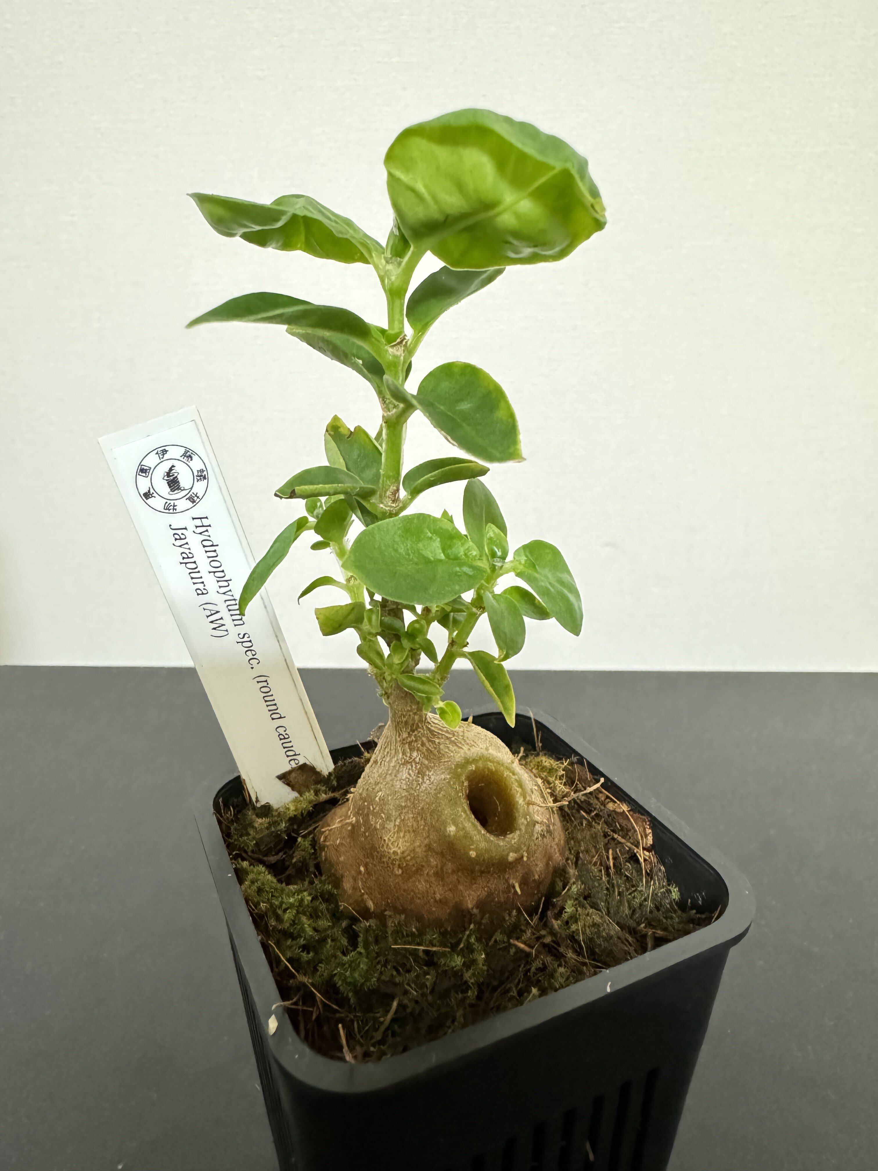【アリ植物】伊藤蟻植物農園⭐︎ Hydnophytum. aff. ovatum Ant plants – STRINGEPLANTS