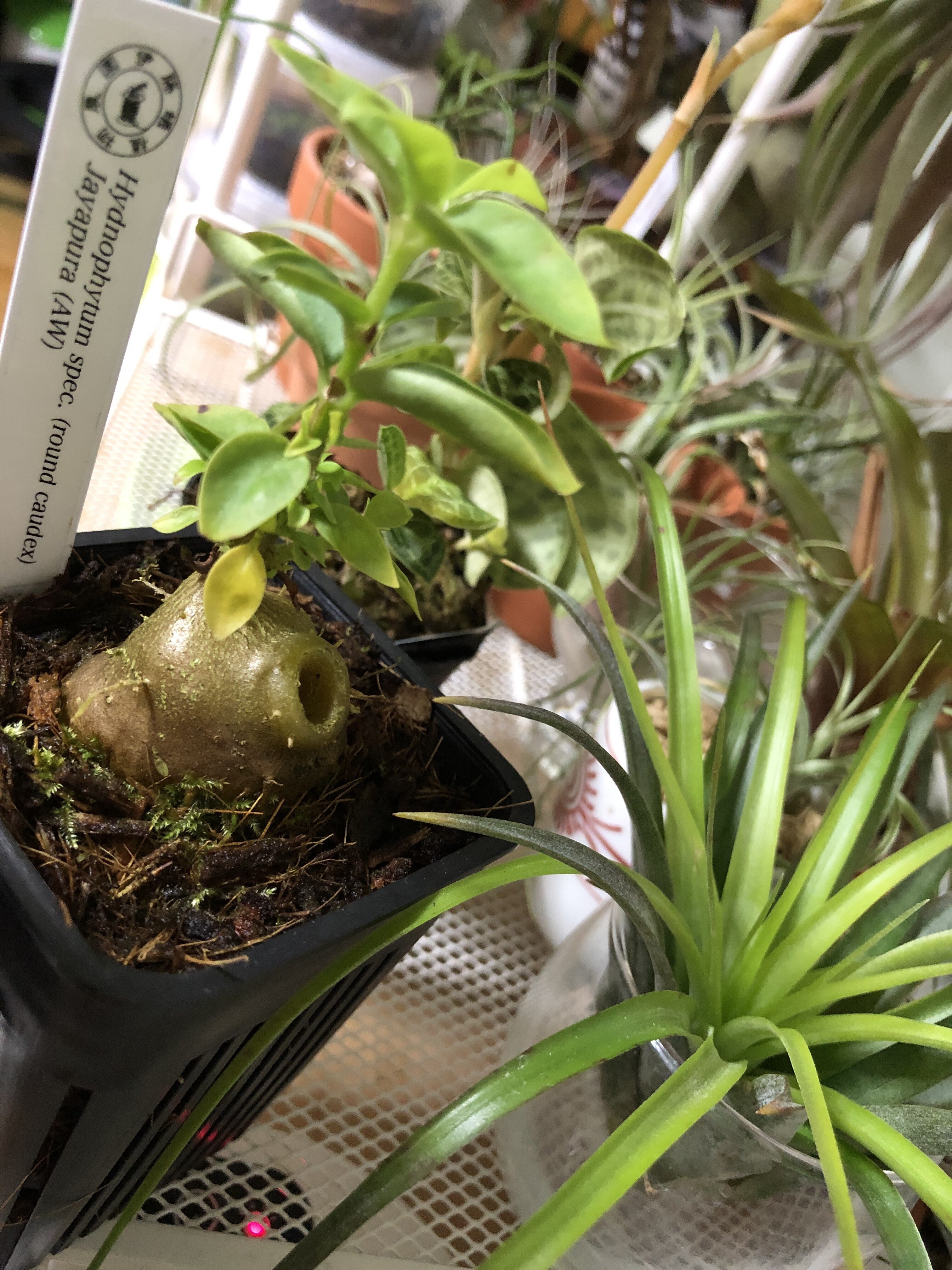葉が落ちてしまったアリ植物(Hydnophytum sp.)を復活させた方法