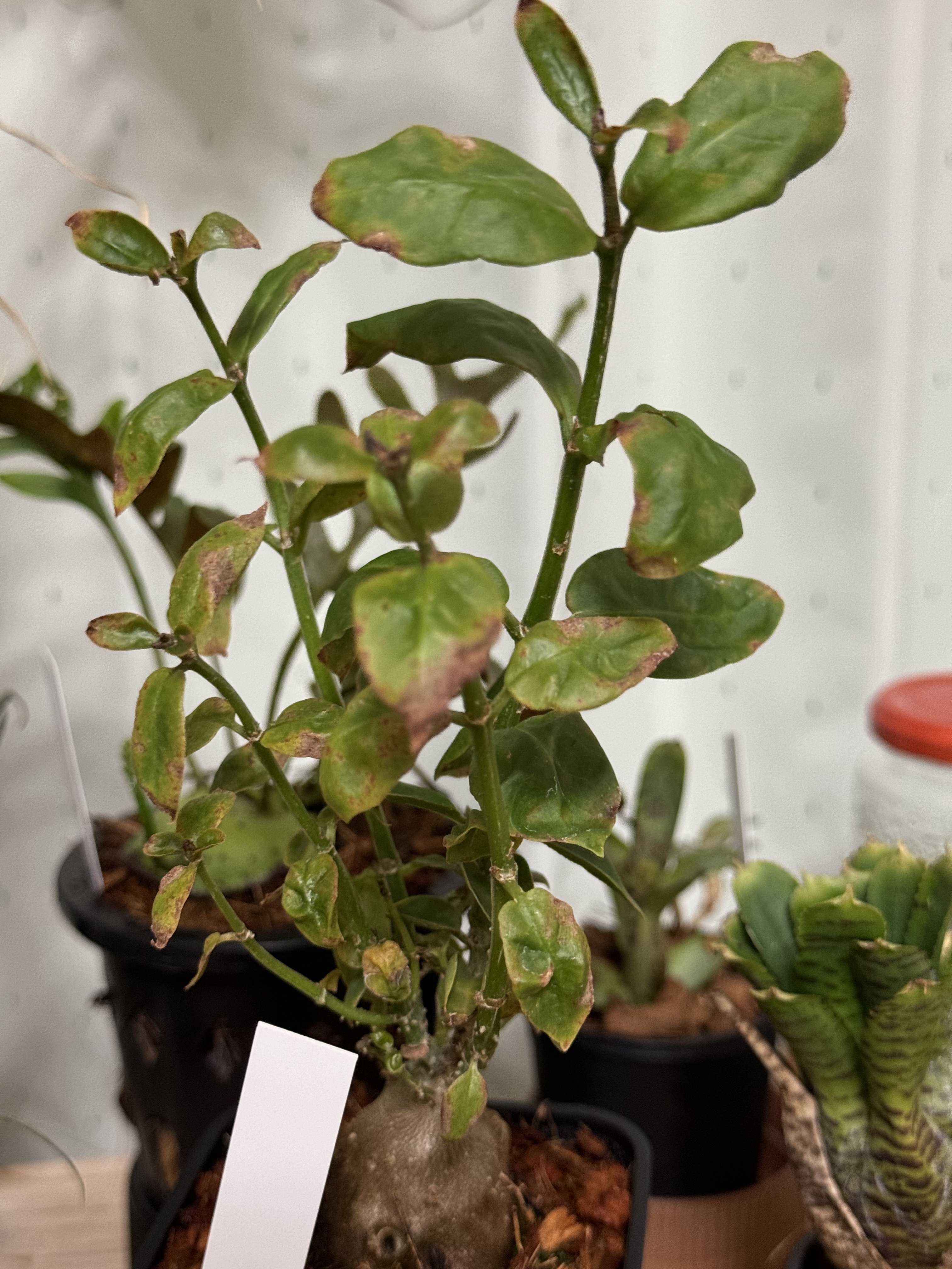 葉が落ちてしまったアリ植物(Hydnophytum sp.)を復活させた方法｜中の
