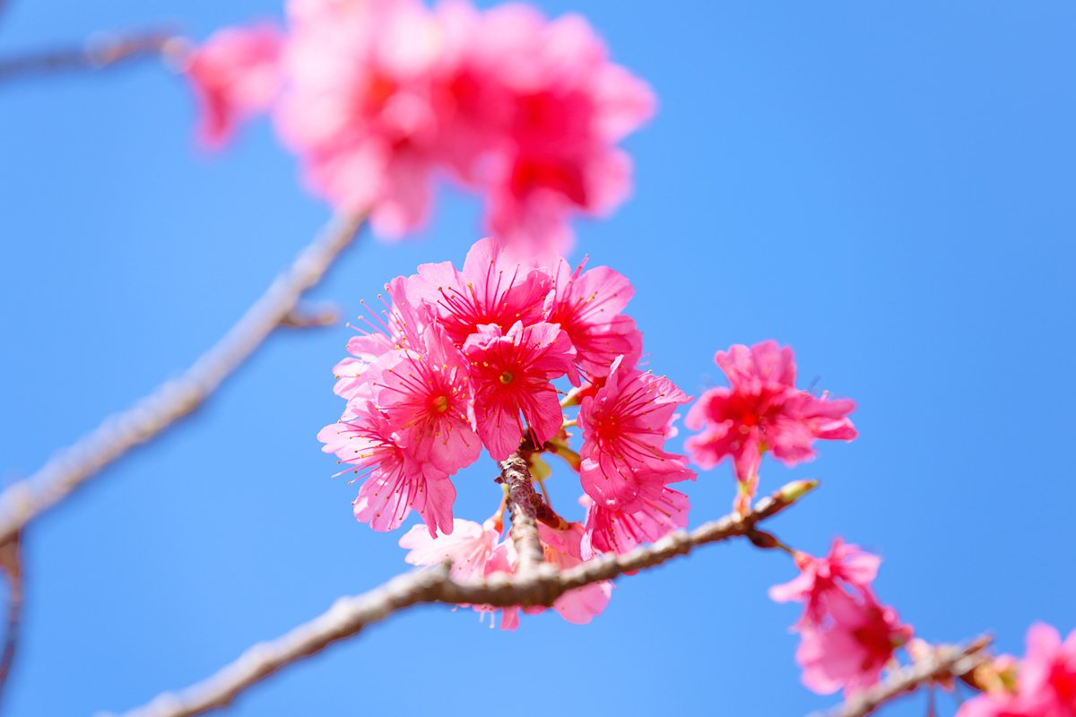 🌸🌸🌸🌸 緋寒桜 🌸🌸🌸🌸｜Masaki Senko