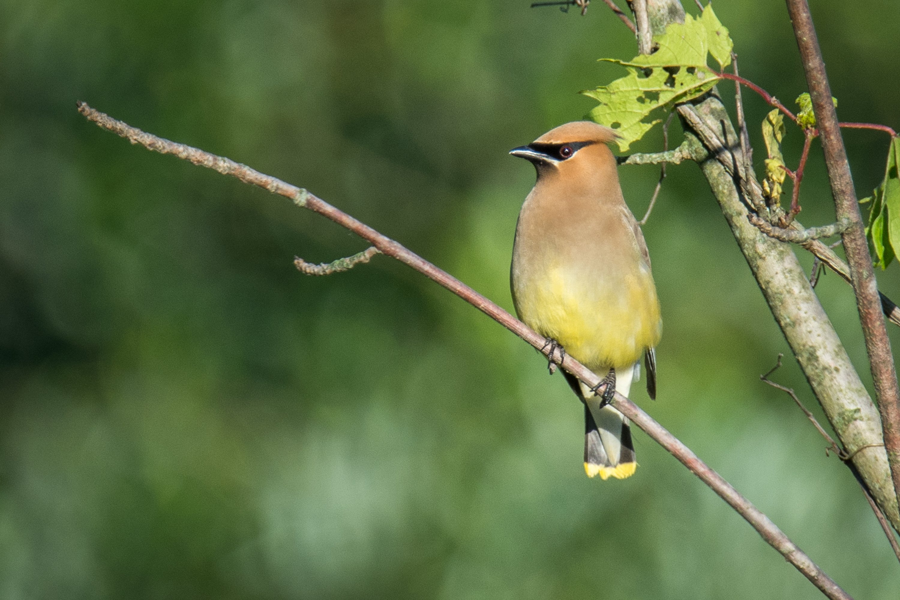 ミニバードカービング　\"キレンジャク＆ヒレンジャク” シカゴでバードウォッチング！】 Cedar Waxwing｜ローリー
