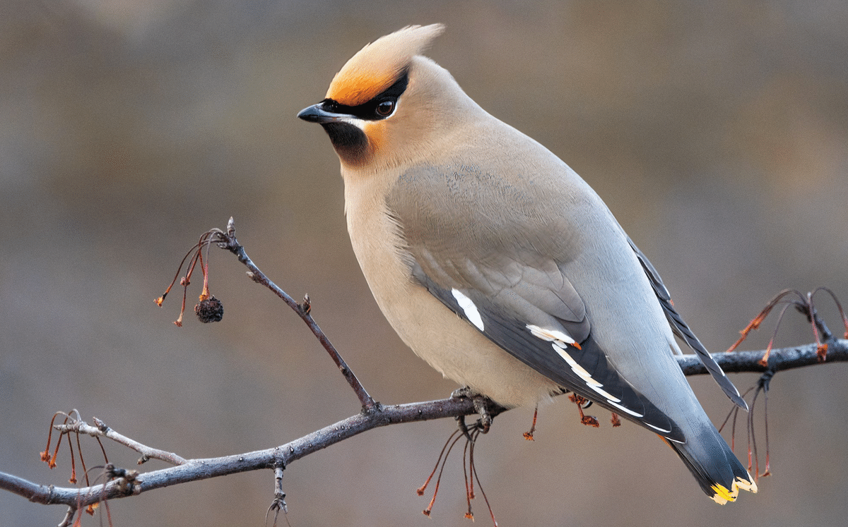 シカゴでバードウォッチング！】 Cedar Waxwing｜ローリー