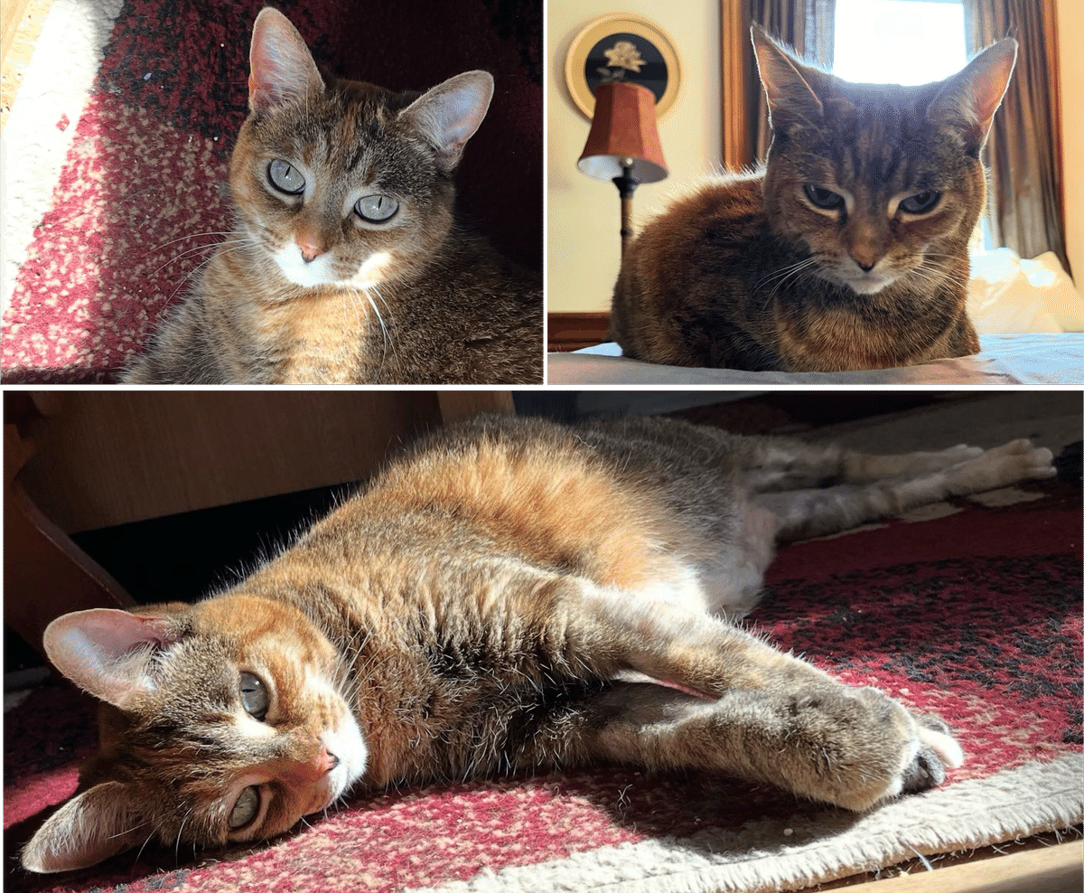 green猫の部屋様 MEGA CAT PROJECT 薬屋のひとりごと 宮中CATS 薬屋のひとりご