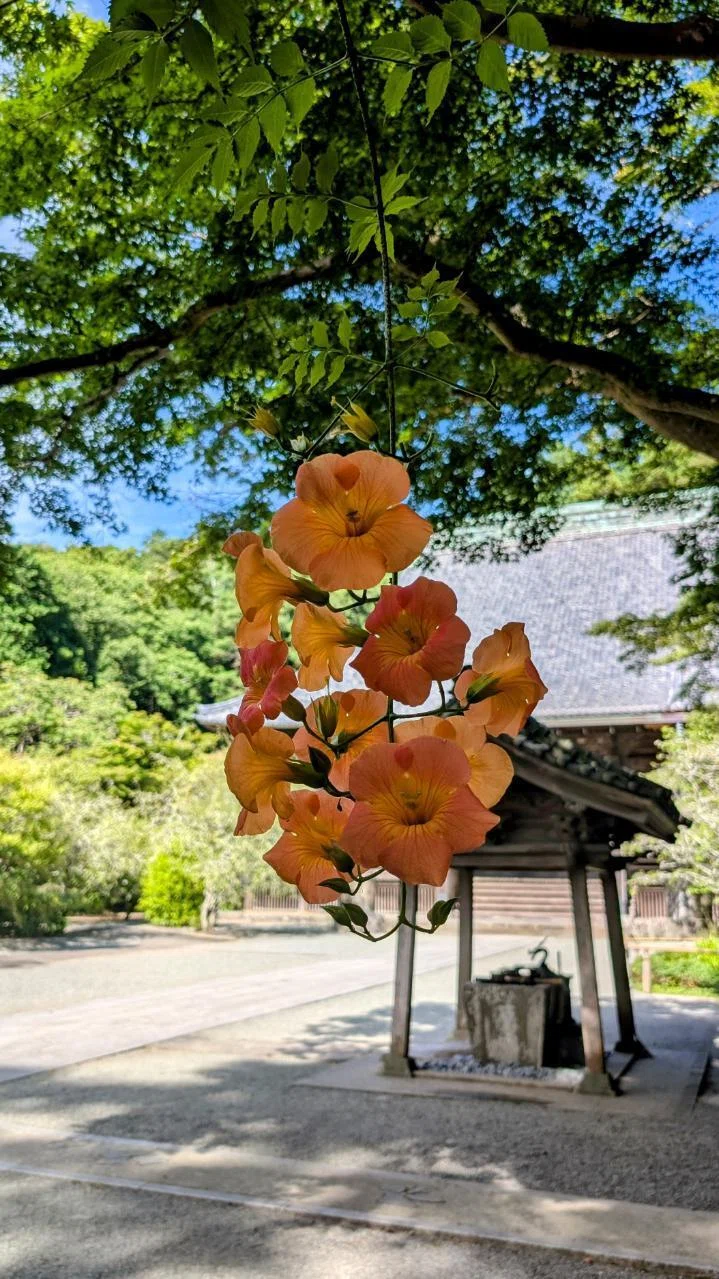 鎌倉・大町「妙本寺の凌霄花 2025」【四季折々の花、草木】〈名所編