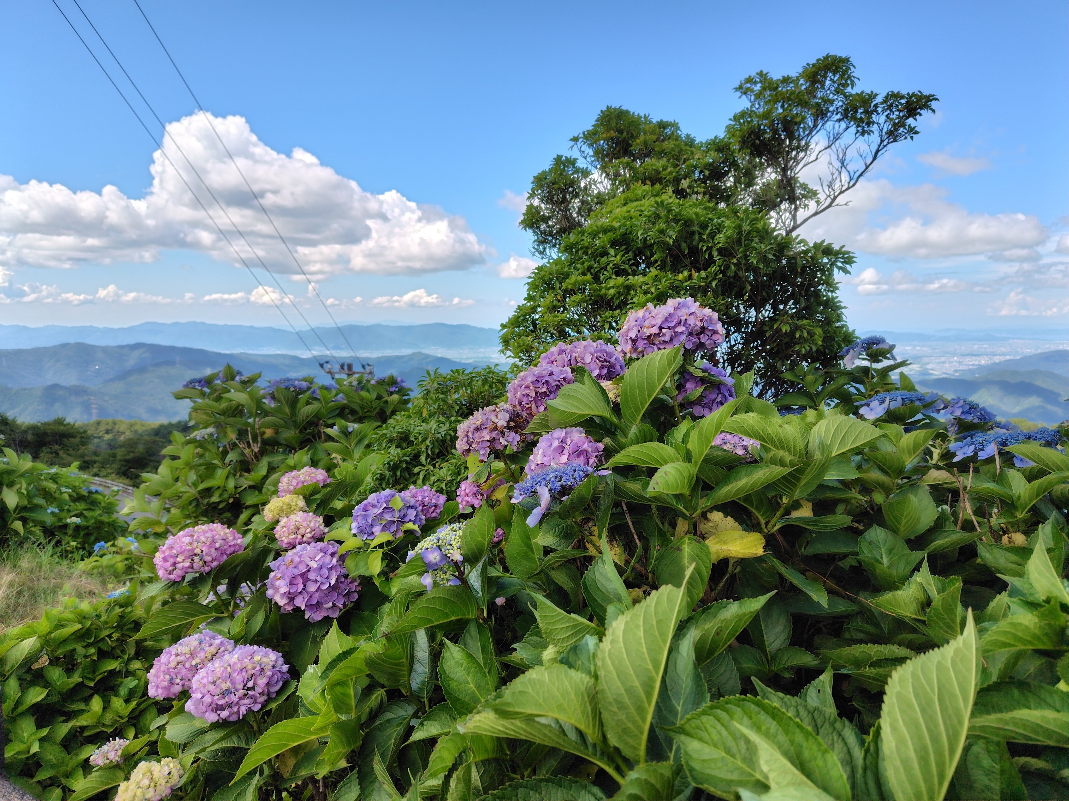美空 限定MD 紫陽花の咲く道 最新な 紫陽花の咲く道｜ま➖ 邦楽 - 邦楽