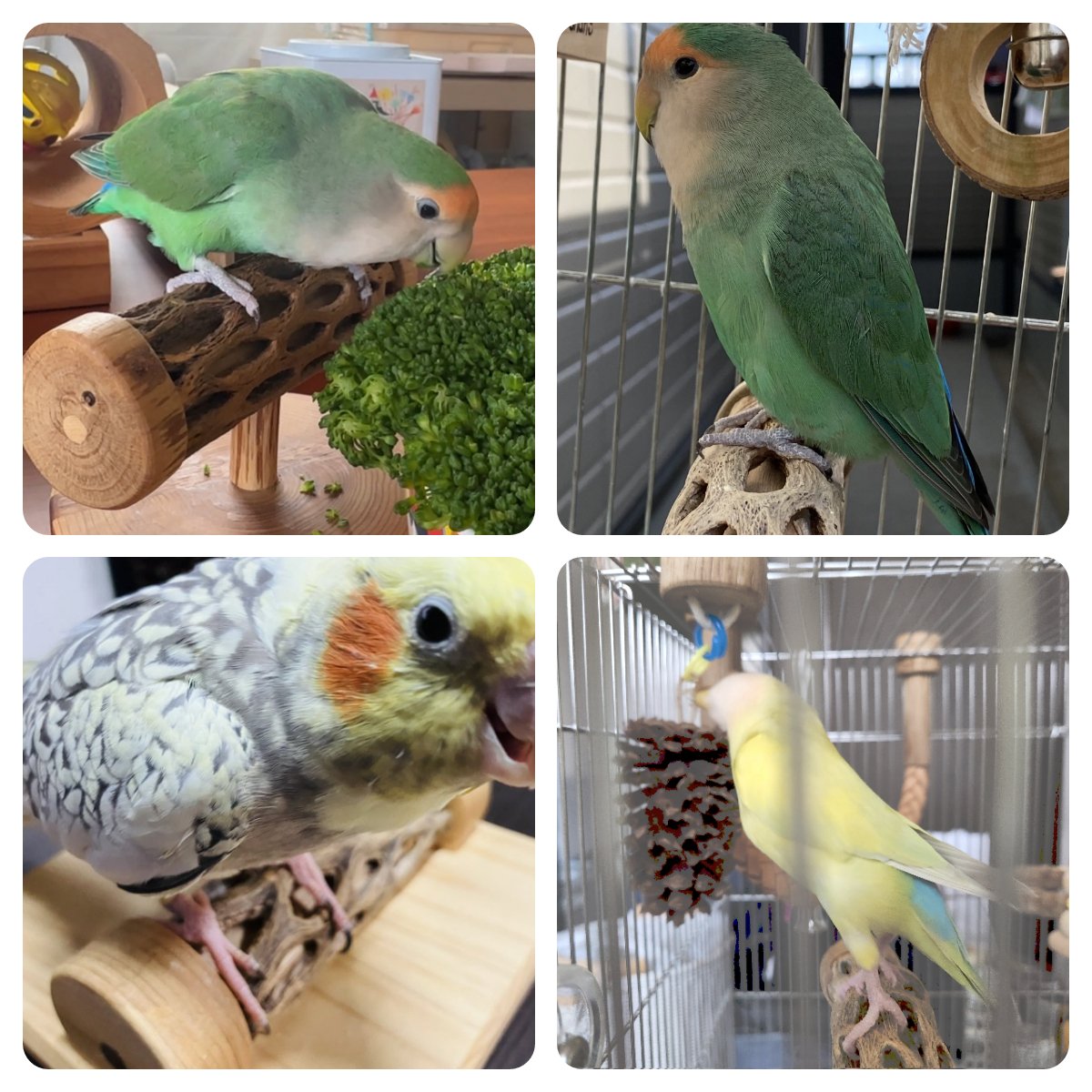 選択肢がある楽しさと選ぶ難しさ｜小福屋＠鳥