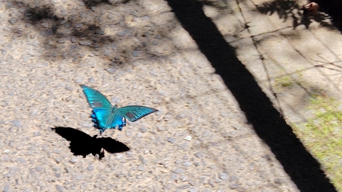 里山で出会った美しい蝶🌿 この生命をつないでいけますように ｜くぬぎ