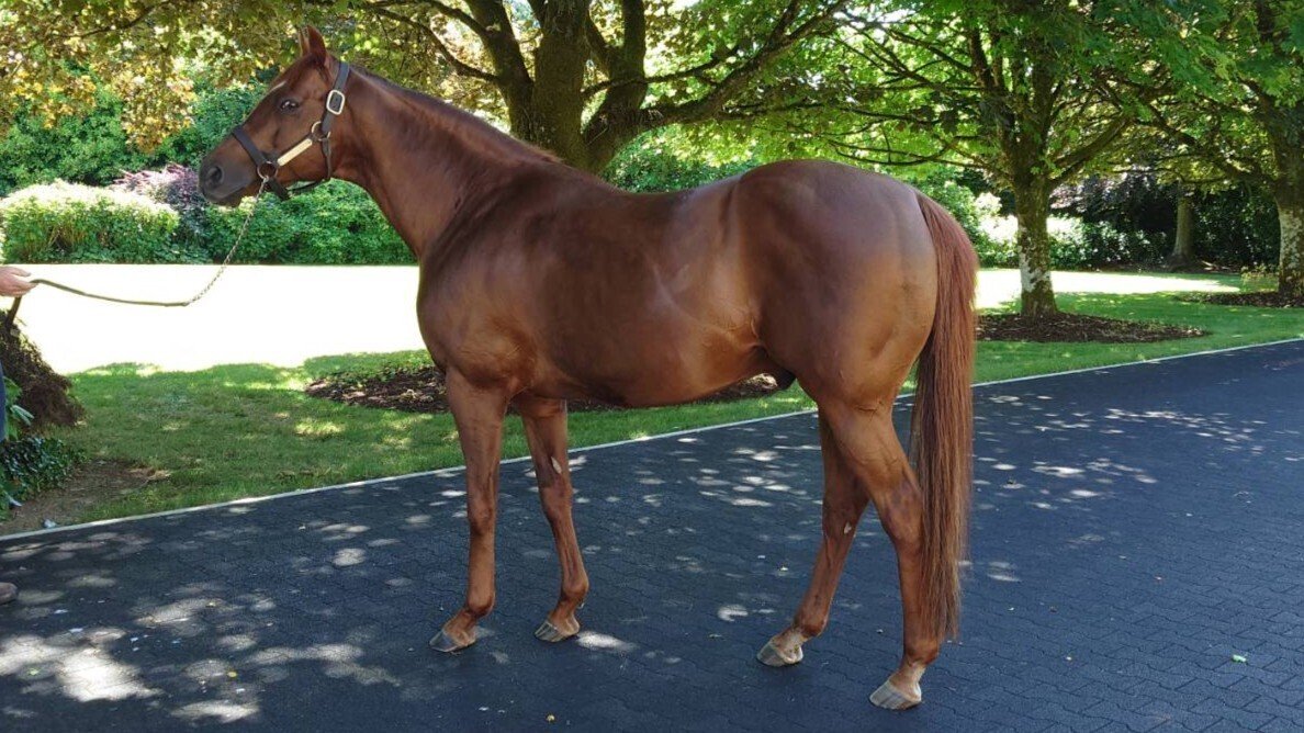 海外競馬】クールモア牧場訪問記録【牧場訪問レポ】｜PENSKE