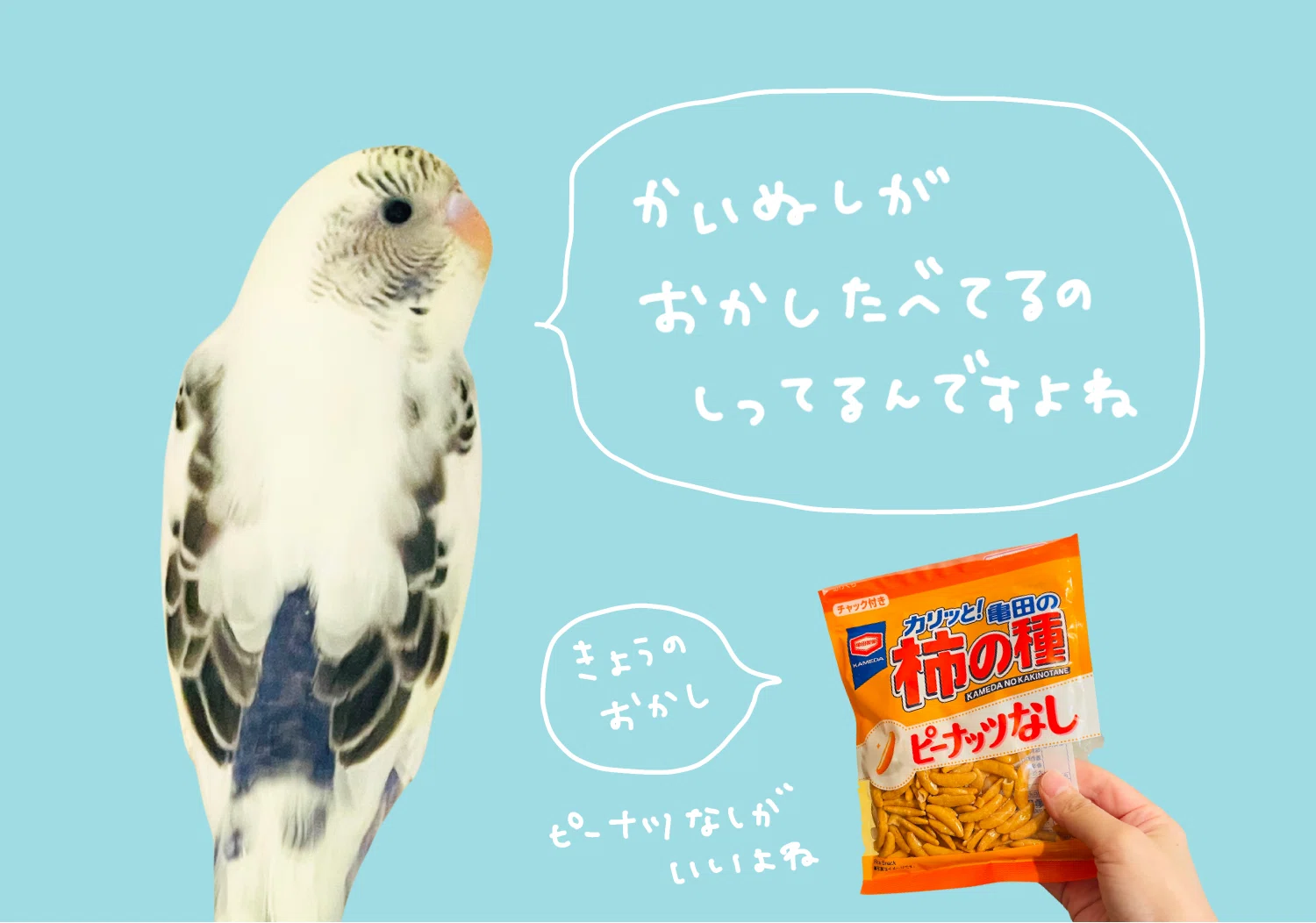 インコちゃんの目、視野330度｜沖奈りんこ🐓ことりのおしごと