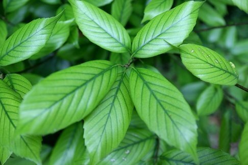 緑の葉っぱたち｜fuuka - 風香