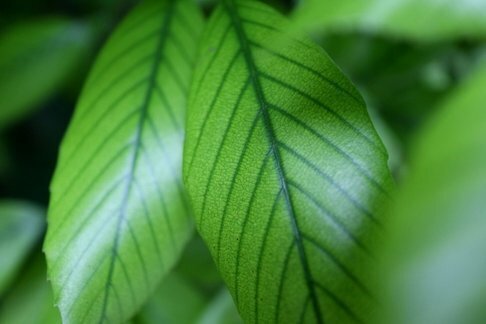 緑の葉っぱたち｜fuuka - 風香