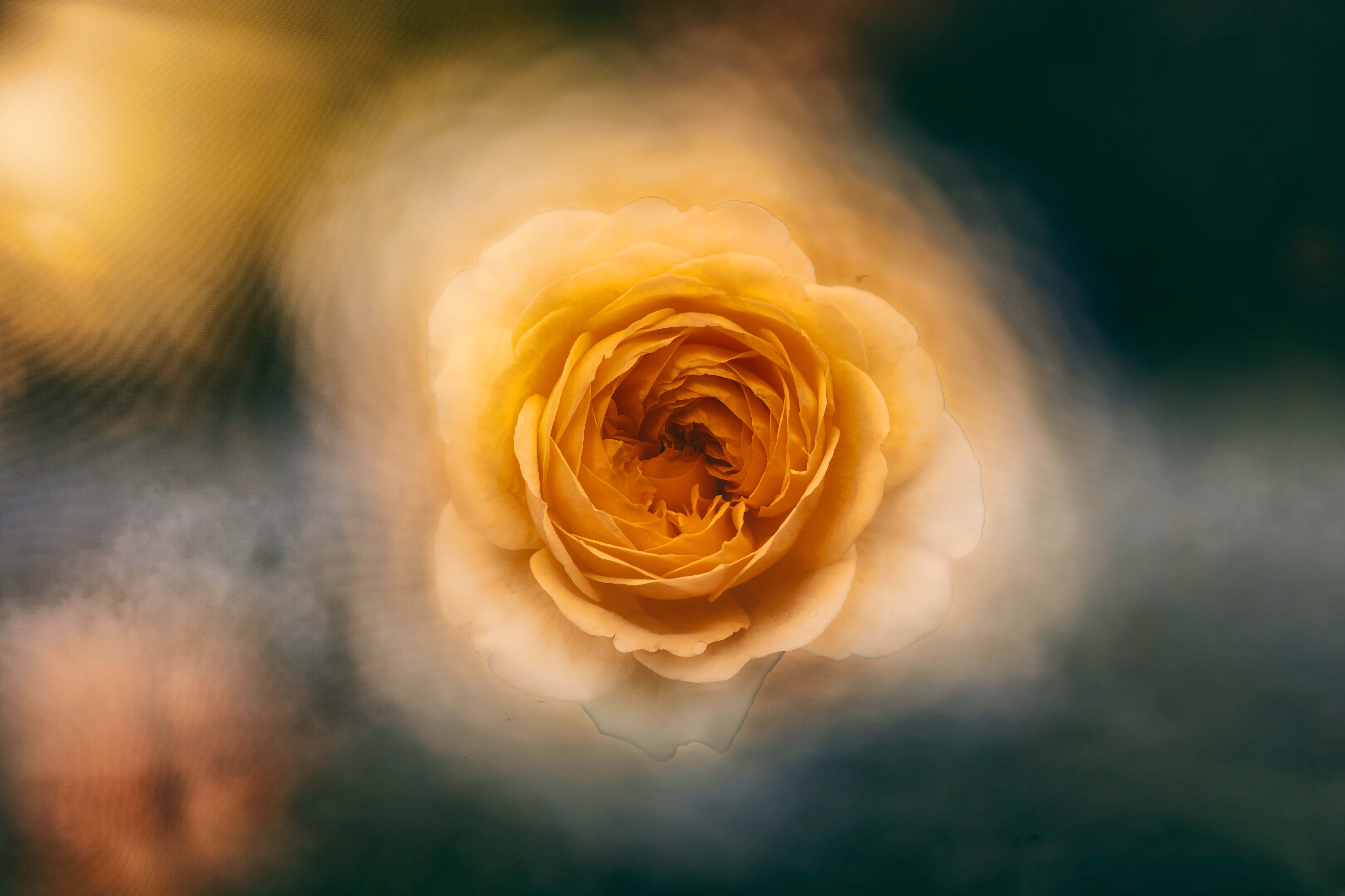 薔薇○コメント下さい 花色舞 | ダズンローズ🌹🌹🌹クリストローゼ12本のブーケ♡*⃝̣