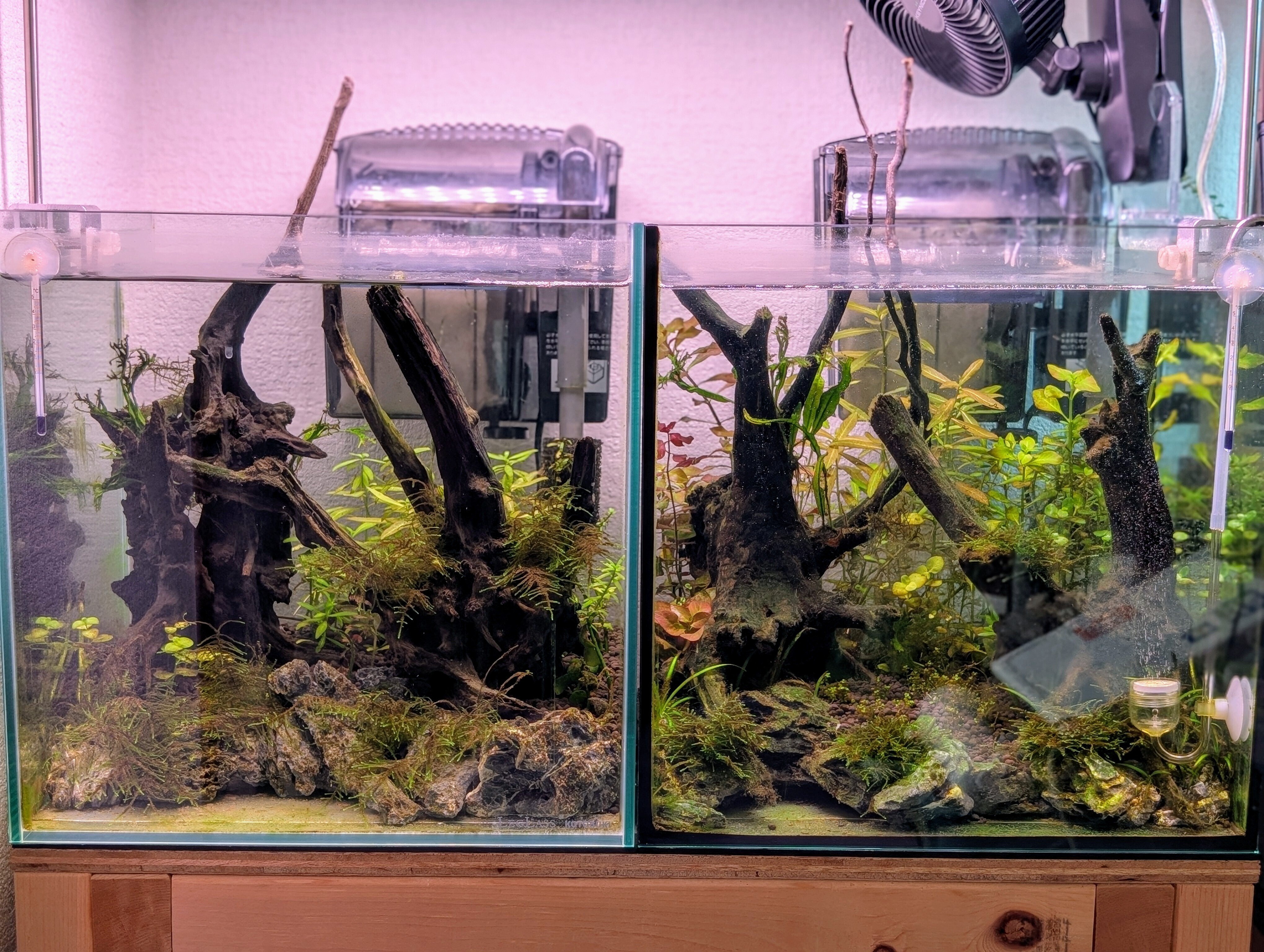 【取引決定】30cmキューブ水槽 セットharudesign 植物育成ライト 水草育成向けLED照明に変えた30cmキューブ水草水槽 1週間