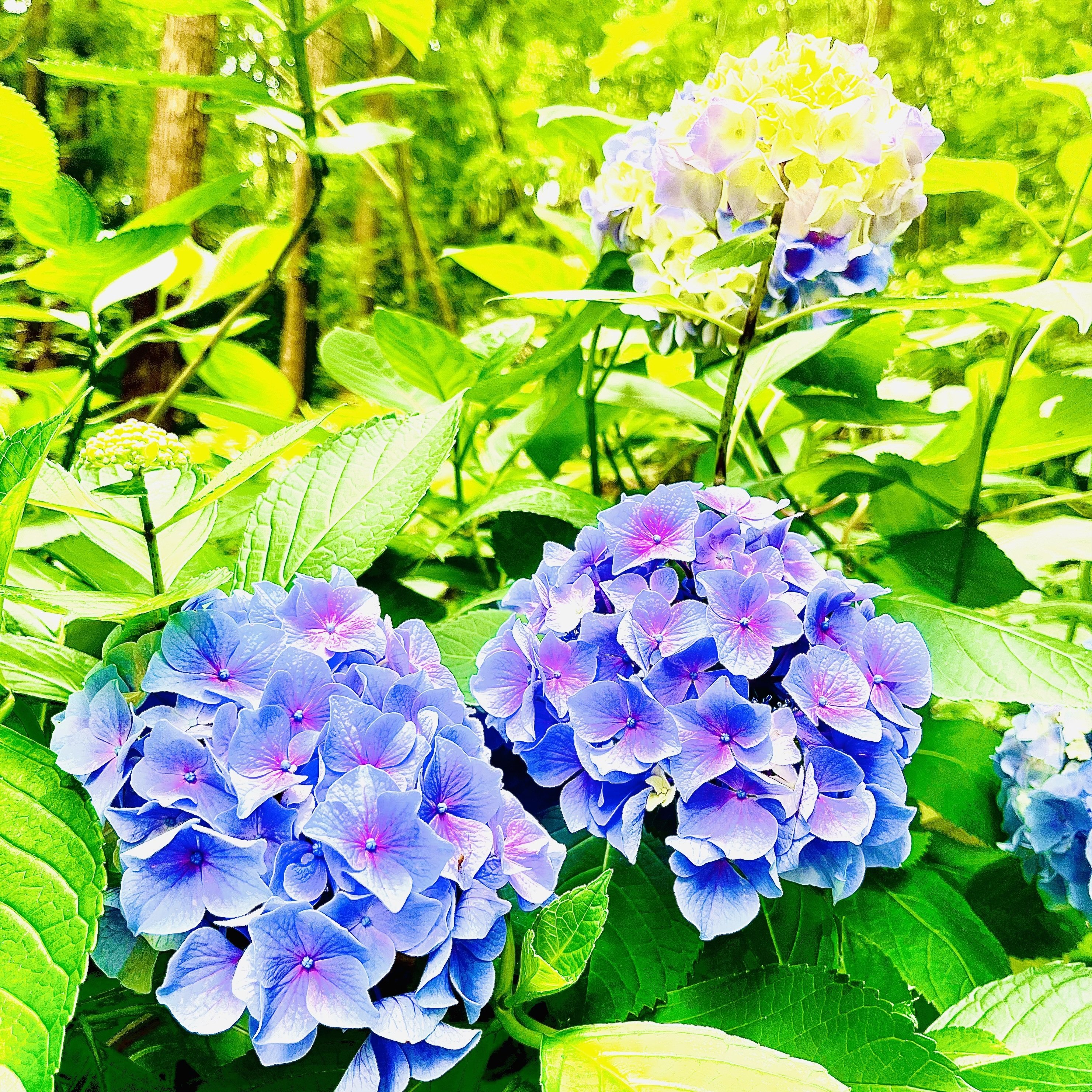 虹〜紫陽花　うさと Amazon｜SHOPマルハナ 鉢植えアジサイ 月虹（げっこう）5.5号