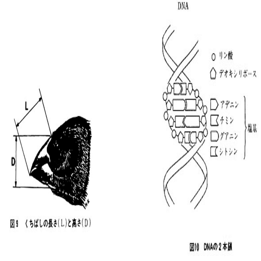 はじめての進化論 [2025年注釈付]｜河田 雅圭