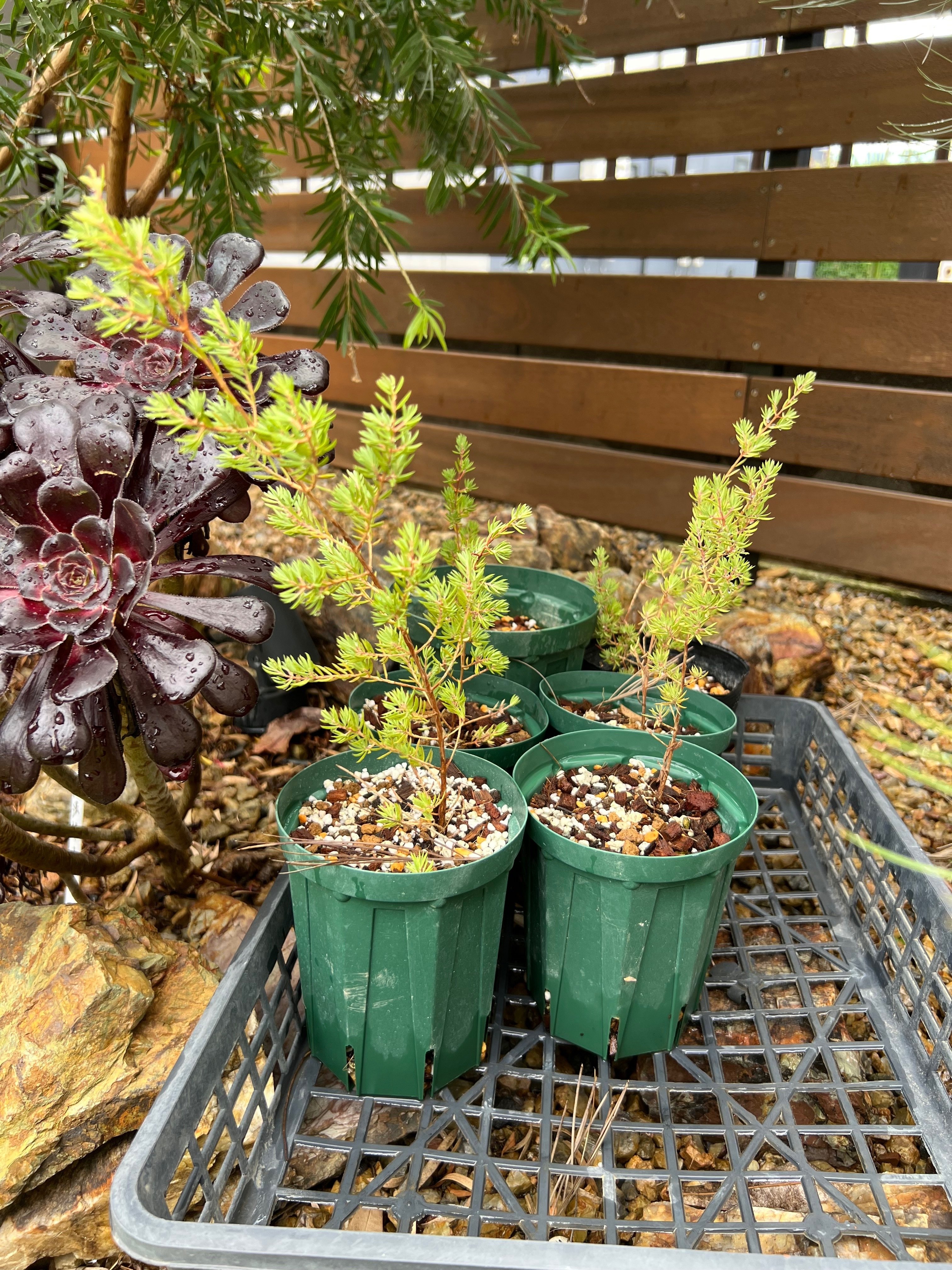 今日のオージー｜挿し木順調！？ダーウィニア・タクシフォリア｜ジョセ