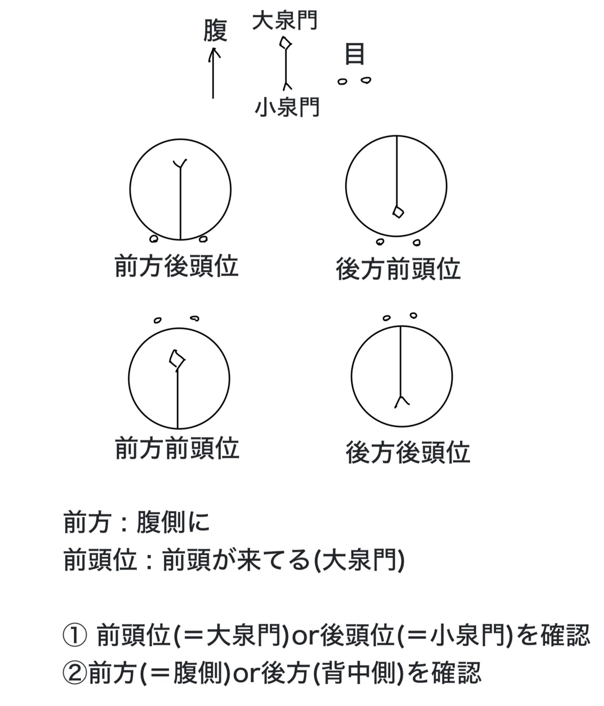 前方後頭位の図の確認方法|しがない大学生