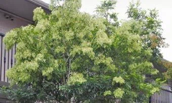 庭に植える前に知っておきたい！シマトネリコが巨大化する理由と