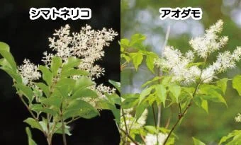 庭に植える前に知っておきたい！シマトネリコが巨大化する理由と