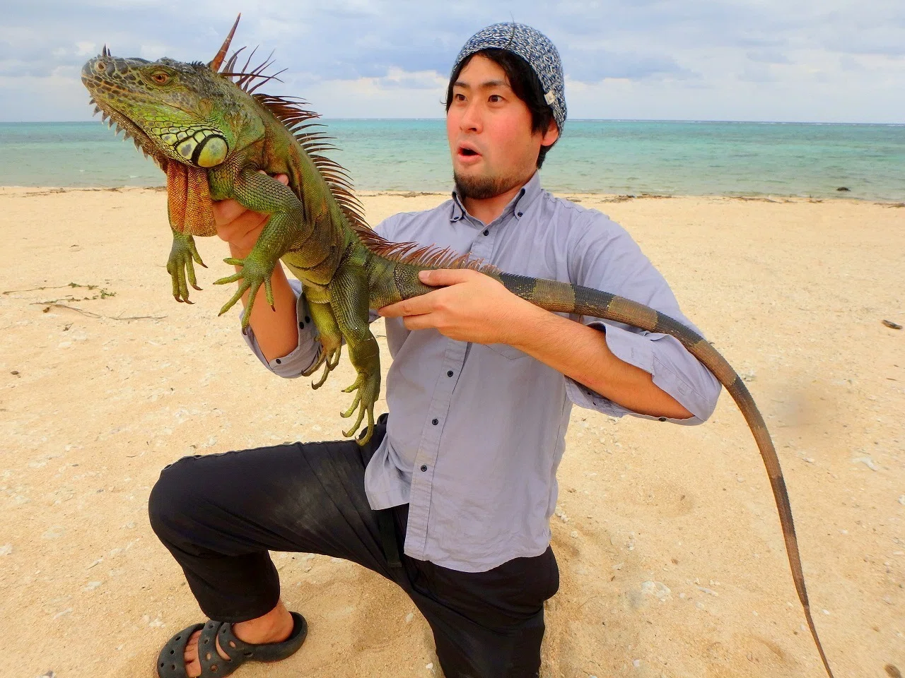 Creature Island Travelogue / Green Iguanas of Ishigaki Island