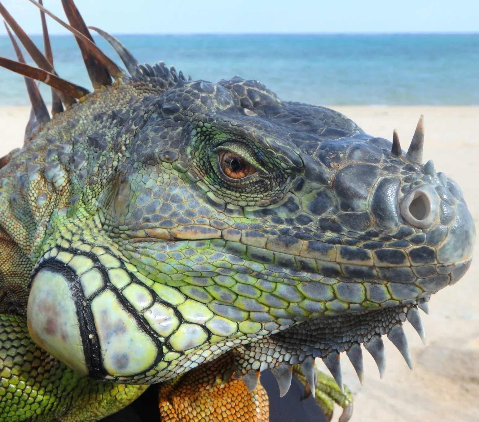 Creature Island Travelogue / Green Iguanas of Ishigaki Island