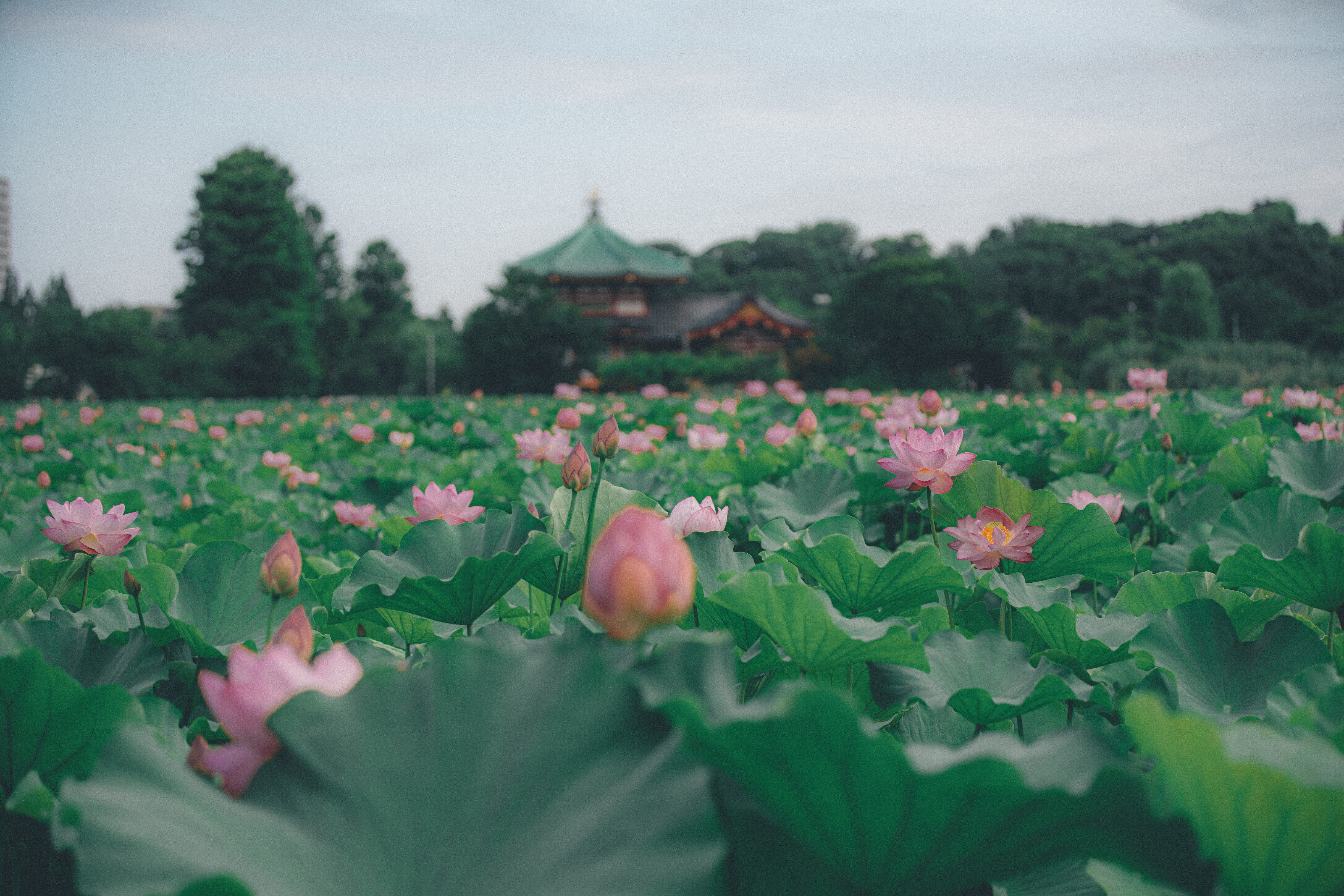 蓮の花の咲く音を聴く。｜満開の不忍池｜sabor｜無職になったら