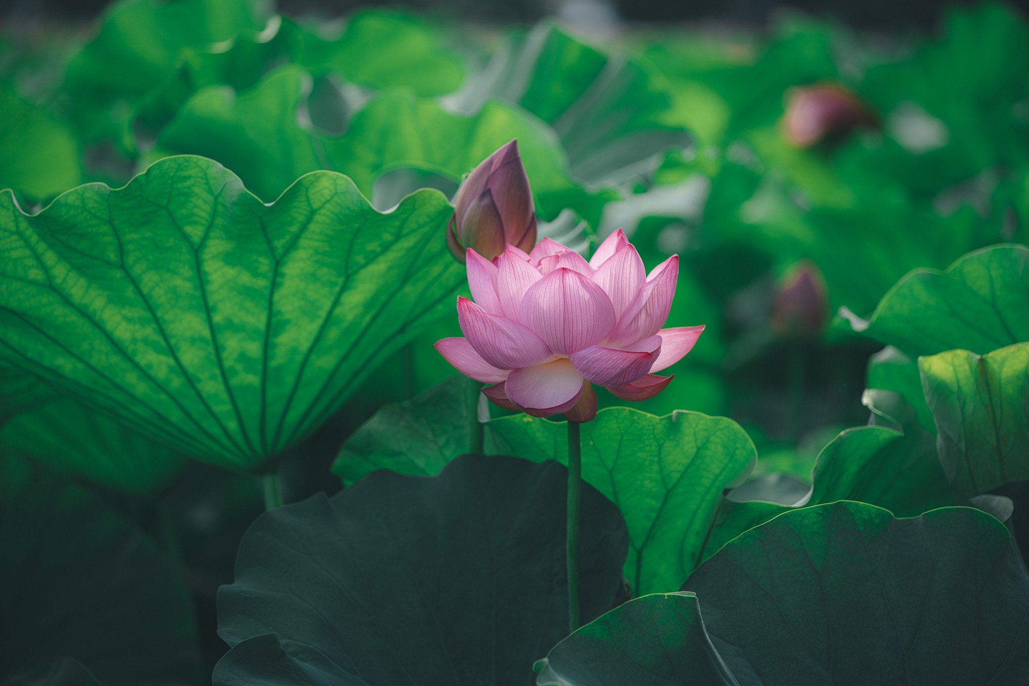 蓮花@プロフも見てくださいページ 蓮花@プロフも見てくださいページ 恋花よつば