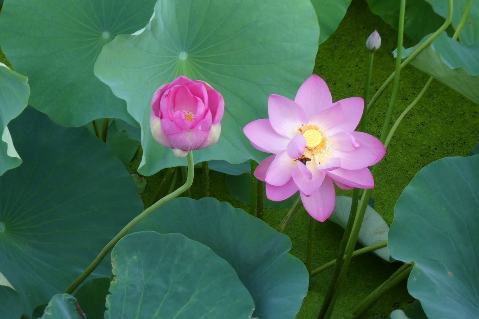 くし　旧蔵　紗音　蓮の花 くし 旧蔵 紗音 蓮の花 蓮の花｜saku