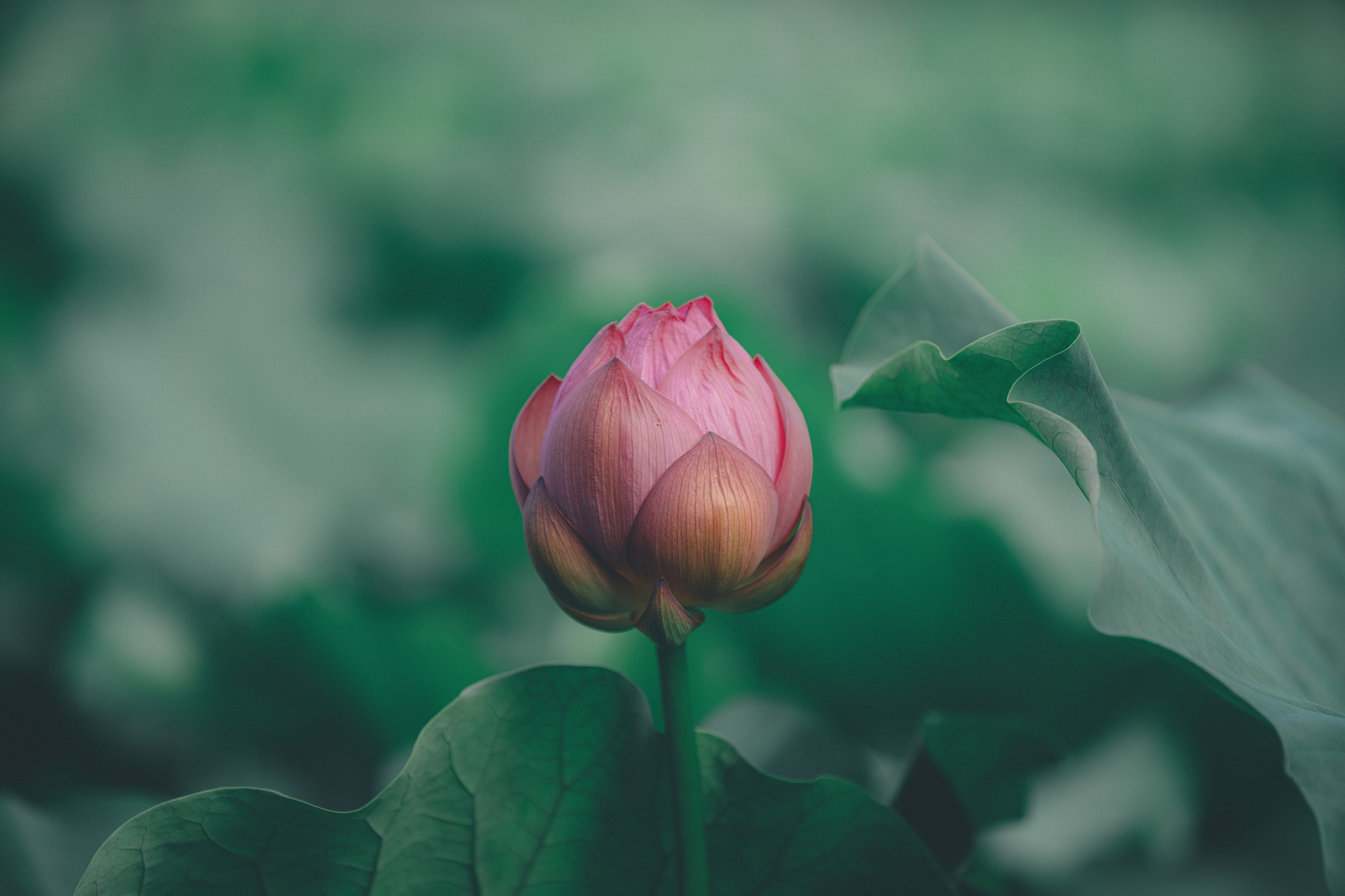 蓮花@プロフも見てくださいページ LOVE修行🫶🏻💕