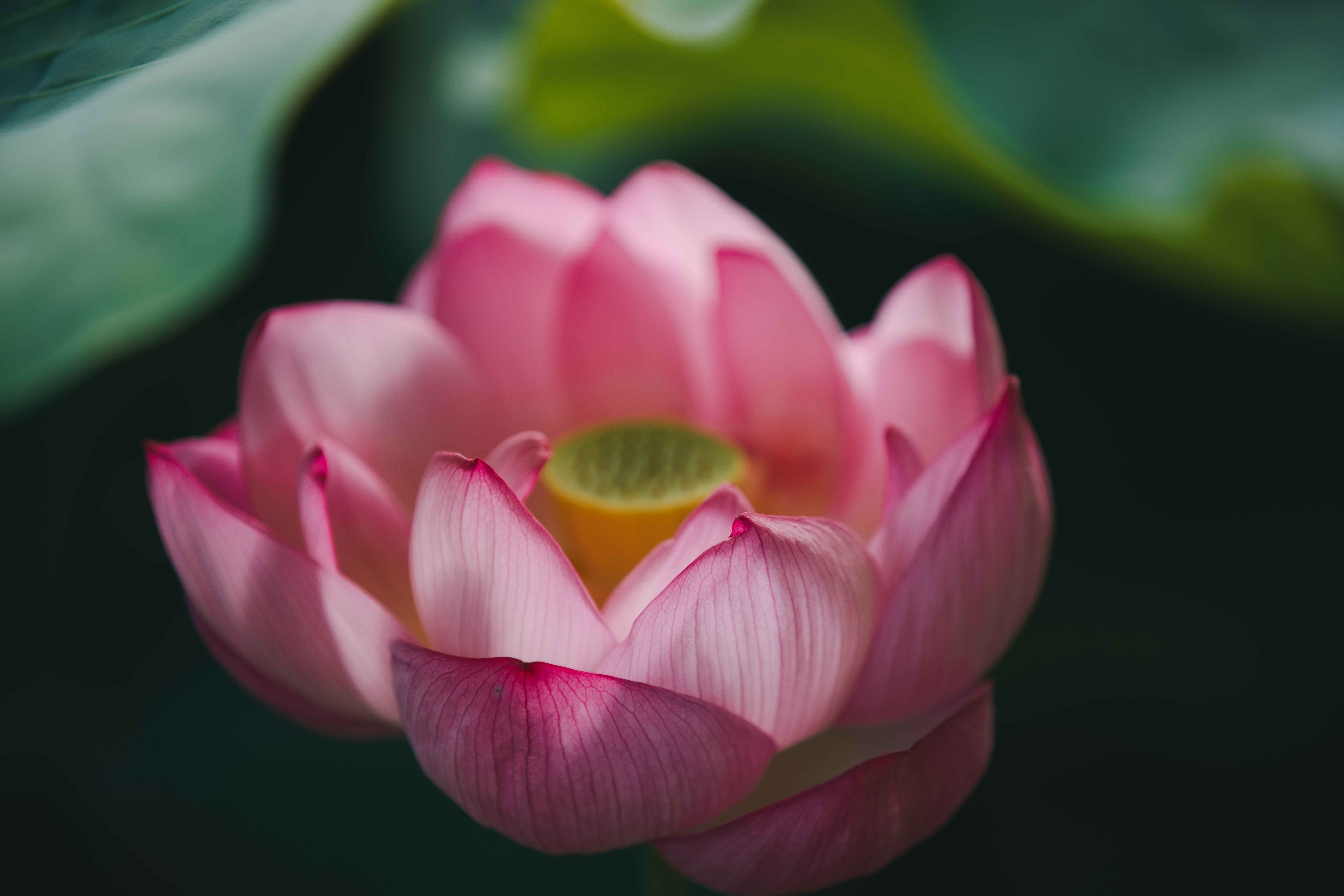 蓮の花の咲く音を聴く。｜満開の不忍池｜sabor｜無職になったら