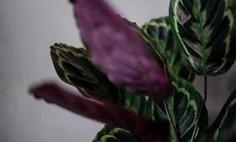Calathea Not Closing Its Leaves? Causes for Stopped Nightly Movement and  Care Methods for Recoverylovely plants@note
