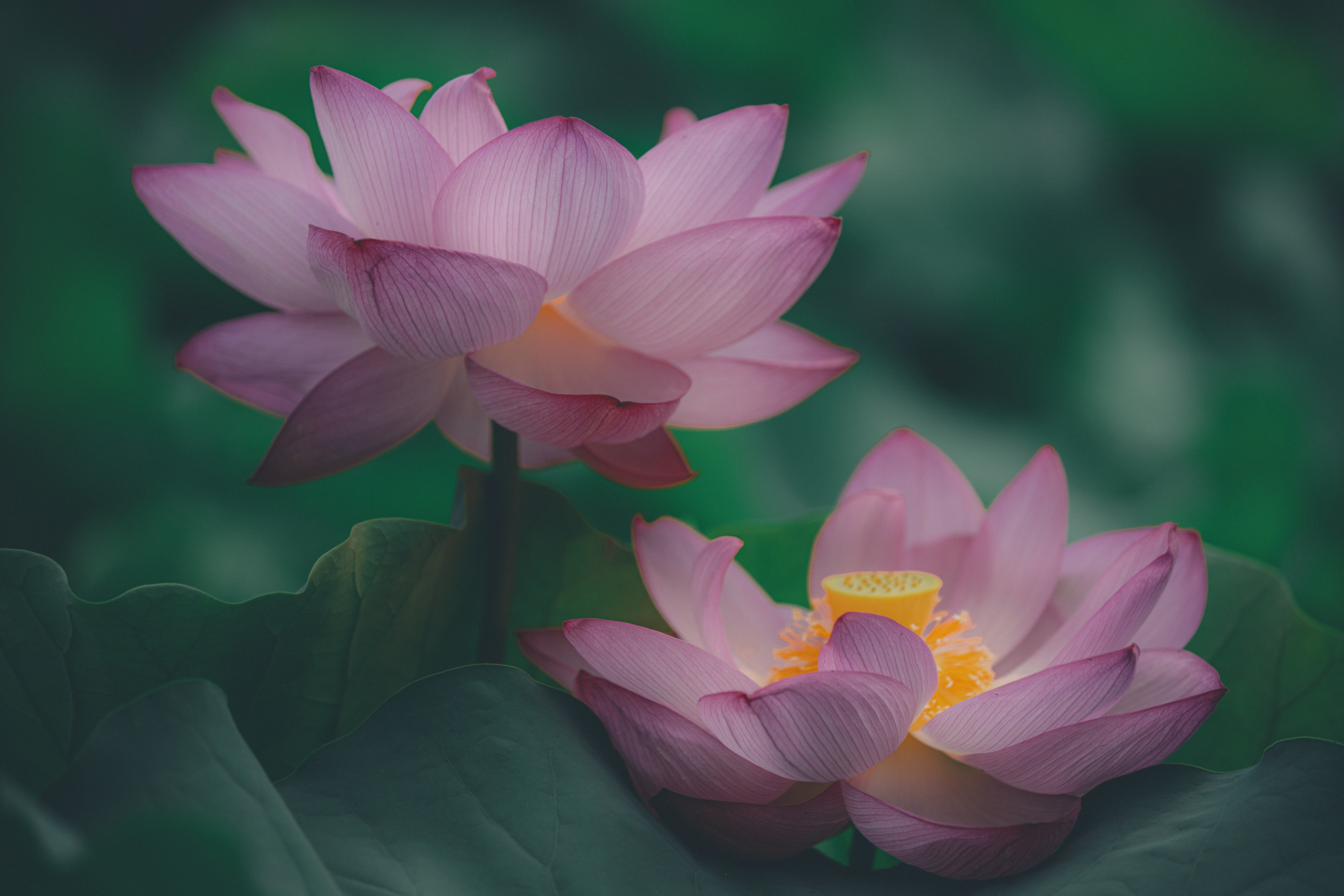 蓮の花の咲く音を聴く。｜満開の不忍池｜sabor｜無職になったら