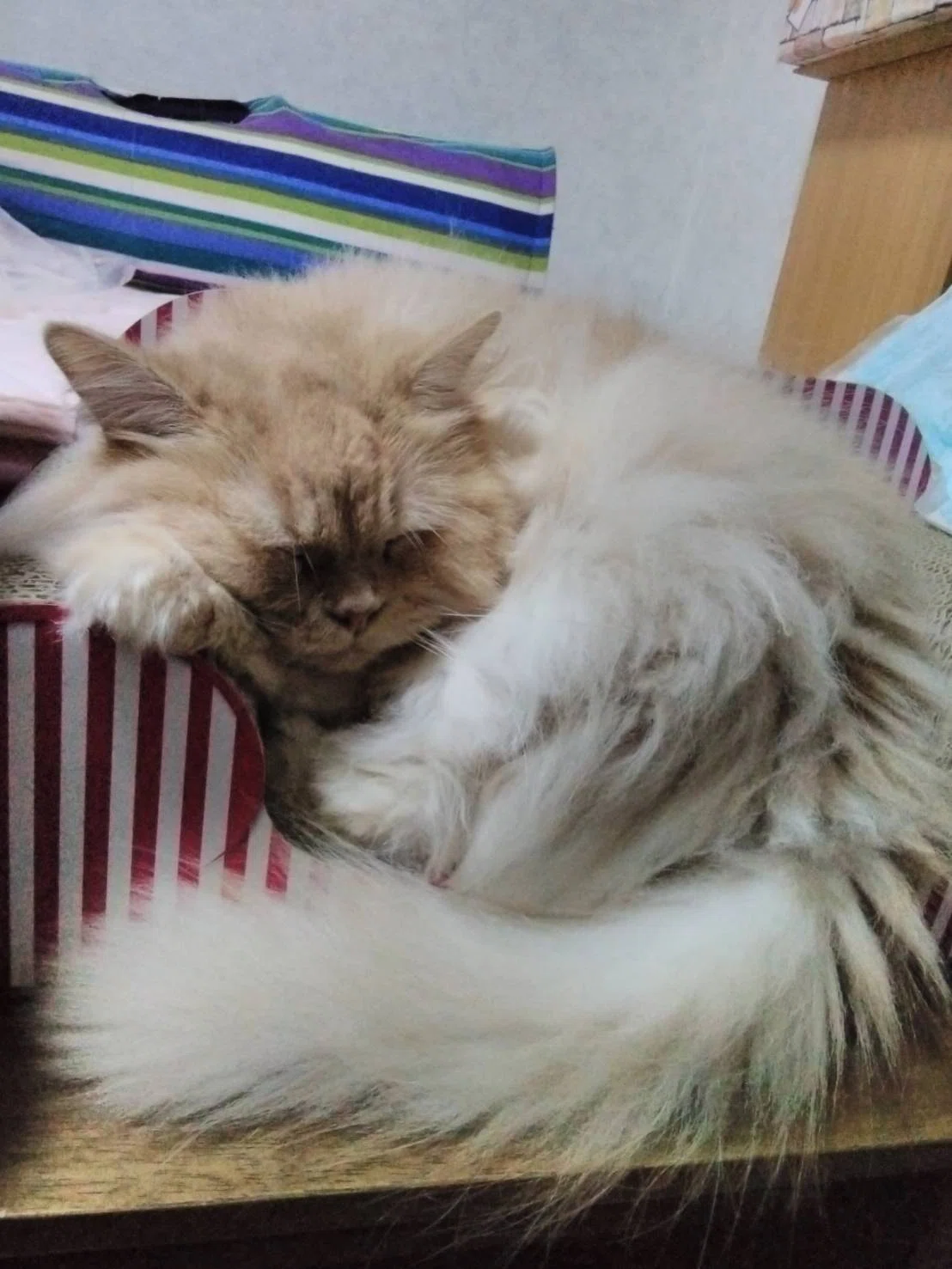 🐾【腸活猫ぴののごはんとケア日誌⑧】掟その8｜一緒の空間をいちばんのVIPルームにすべし！(快適空間後編・住まい編）｜青空ひなた｜美容×猫好き ...