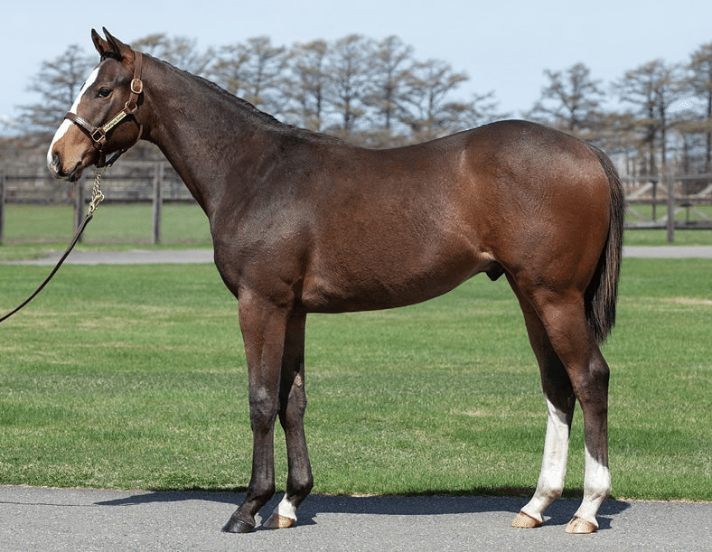 タグ付 税込4.6万 45R ダブルクロスストレッチの馬シャルロット 2024年 ロールグラブ△ベールグラブ！畜産！酪農！ホイルローダー
