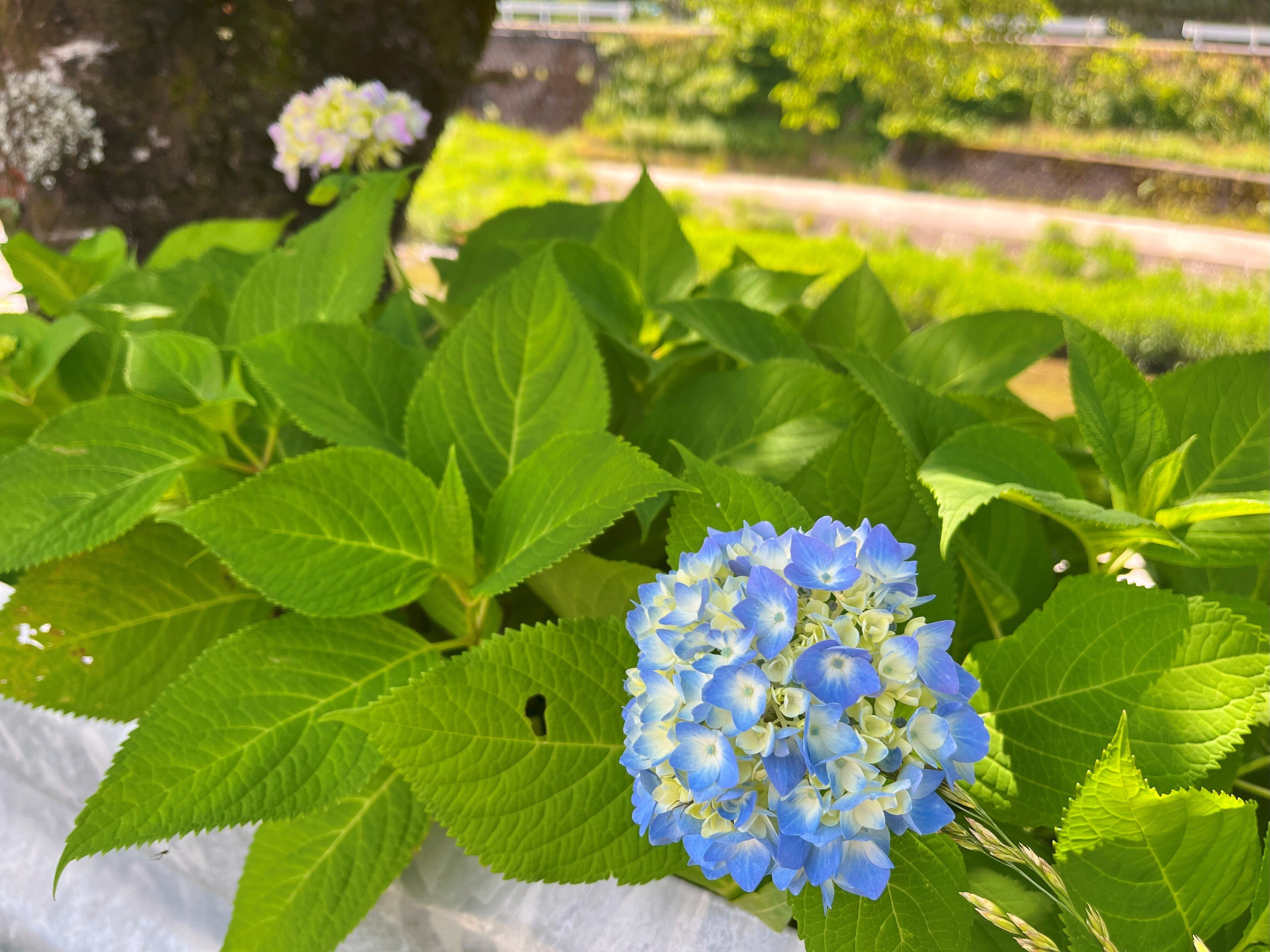 道端に咲く紫陽花まとめ2025 part1｜かぼちゃかべ