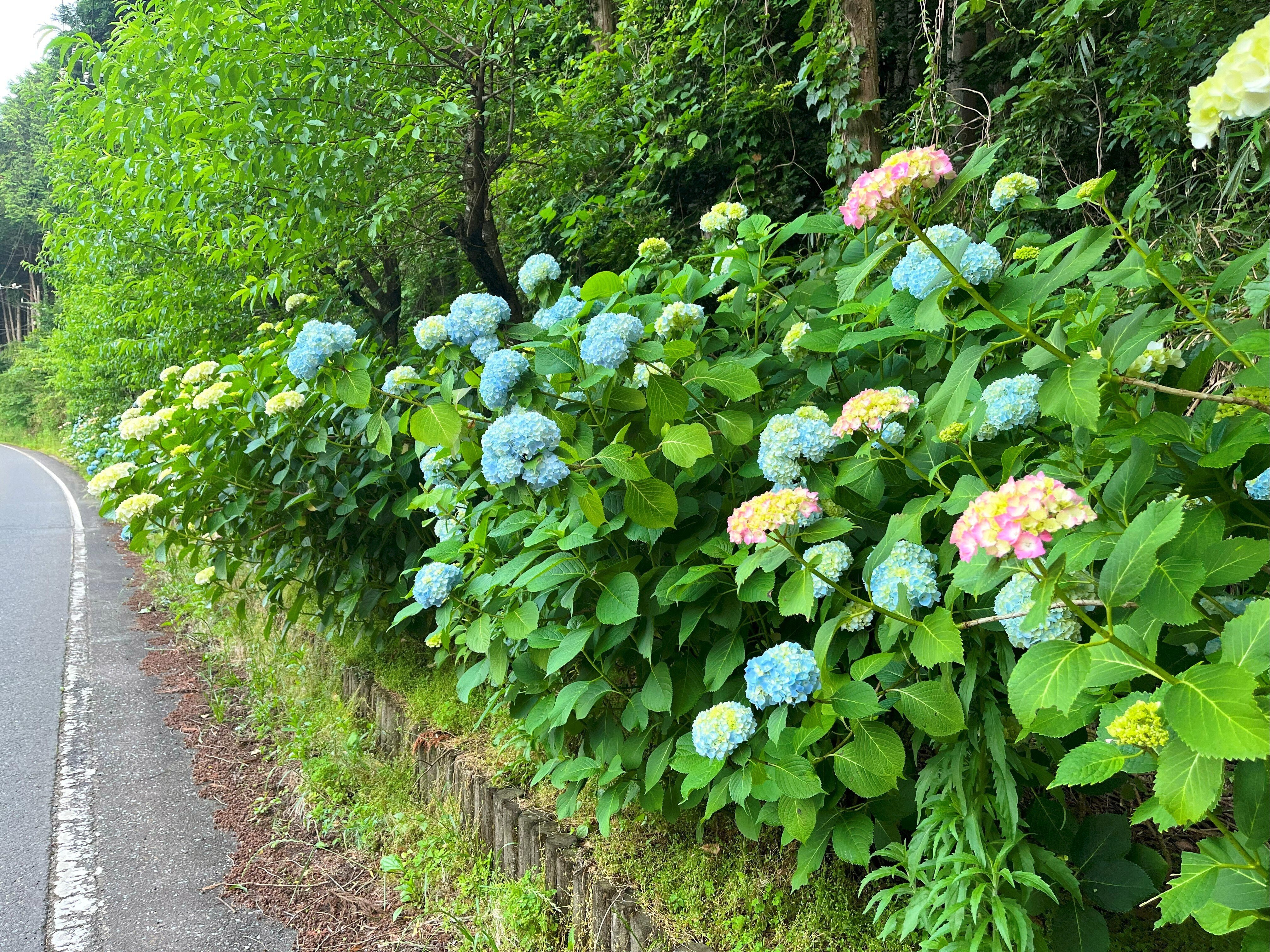 道端に咲く紫陽花まとめ2025 part1｜かぼちゃかべ