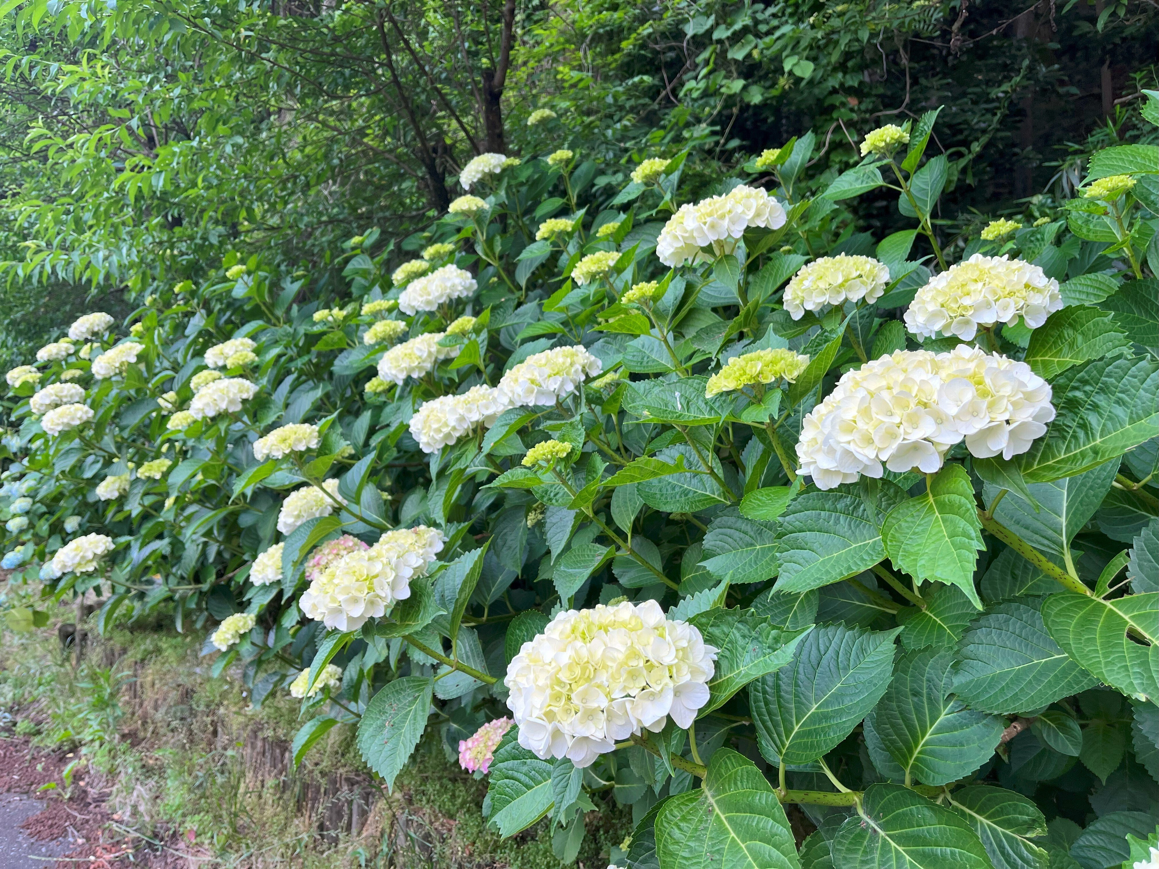 道端に咲く紫陽花まとめ2025 part1｜かぼちゃかべ