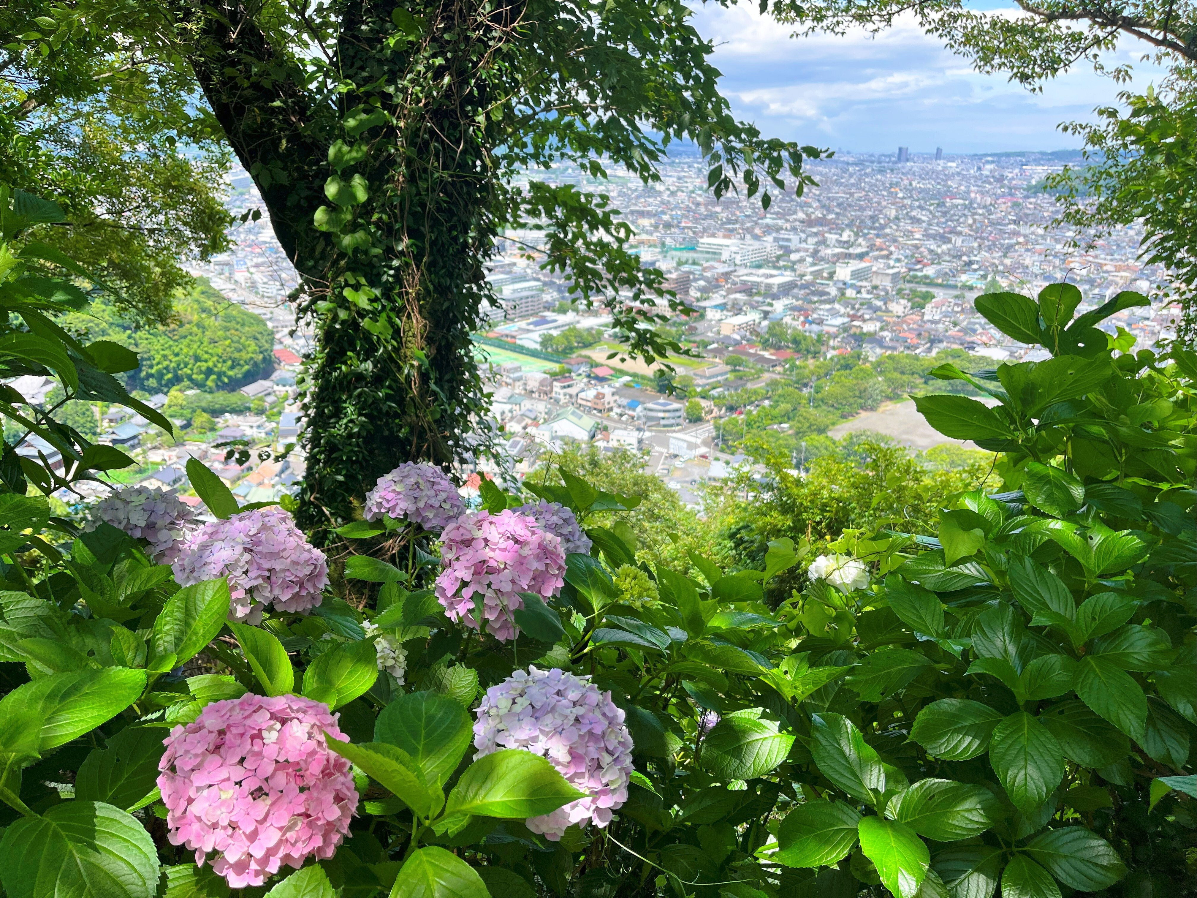 道端に咲く紫陽花まとめ2025 part1｜かぼちゃかべ