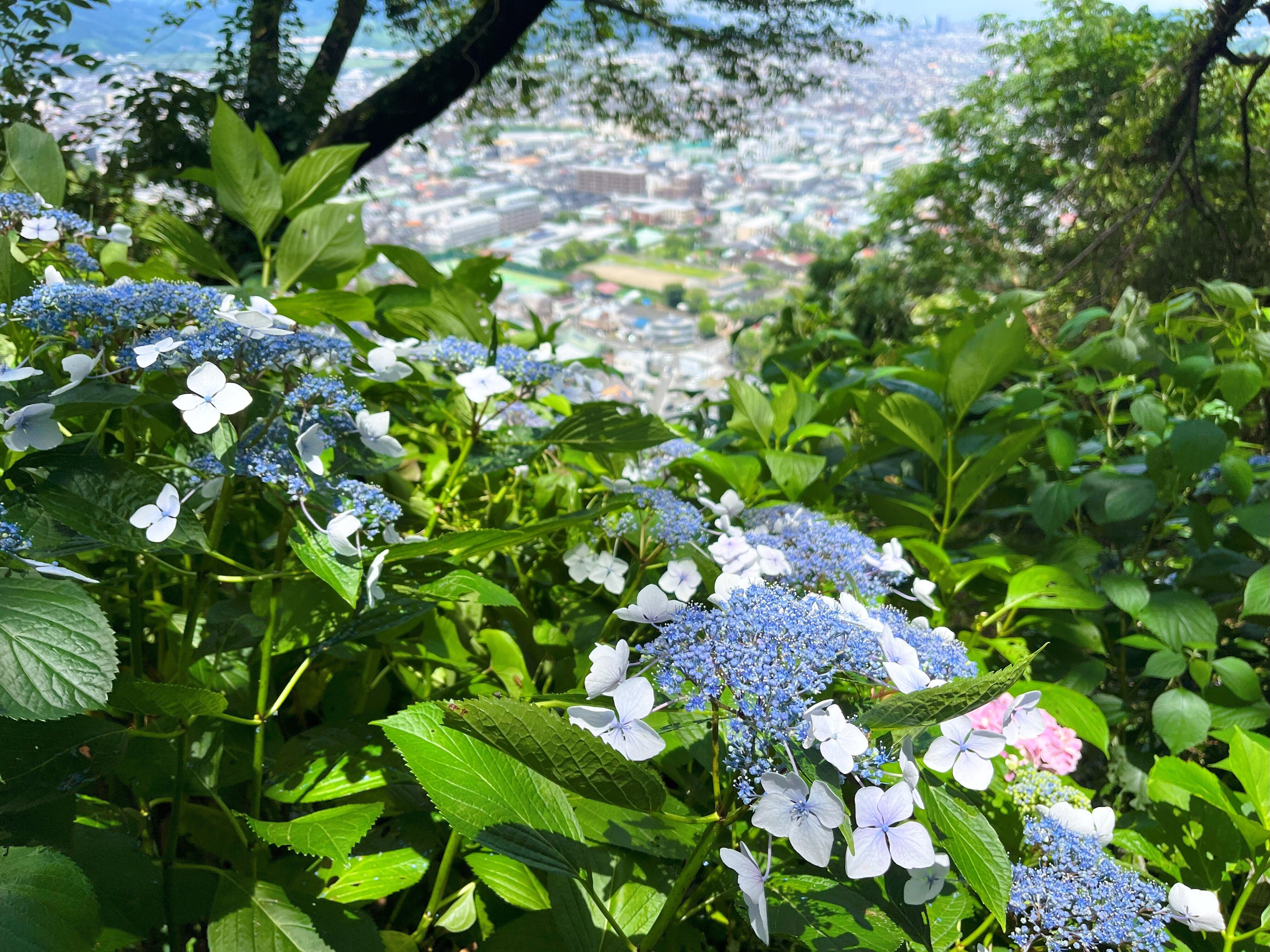 道端に咲く紫陽花まとめ2025 part1｜かぼちゃかべ