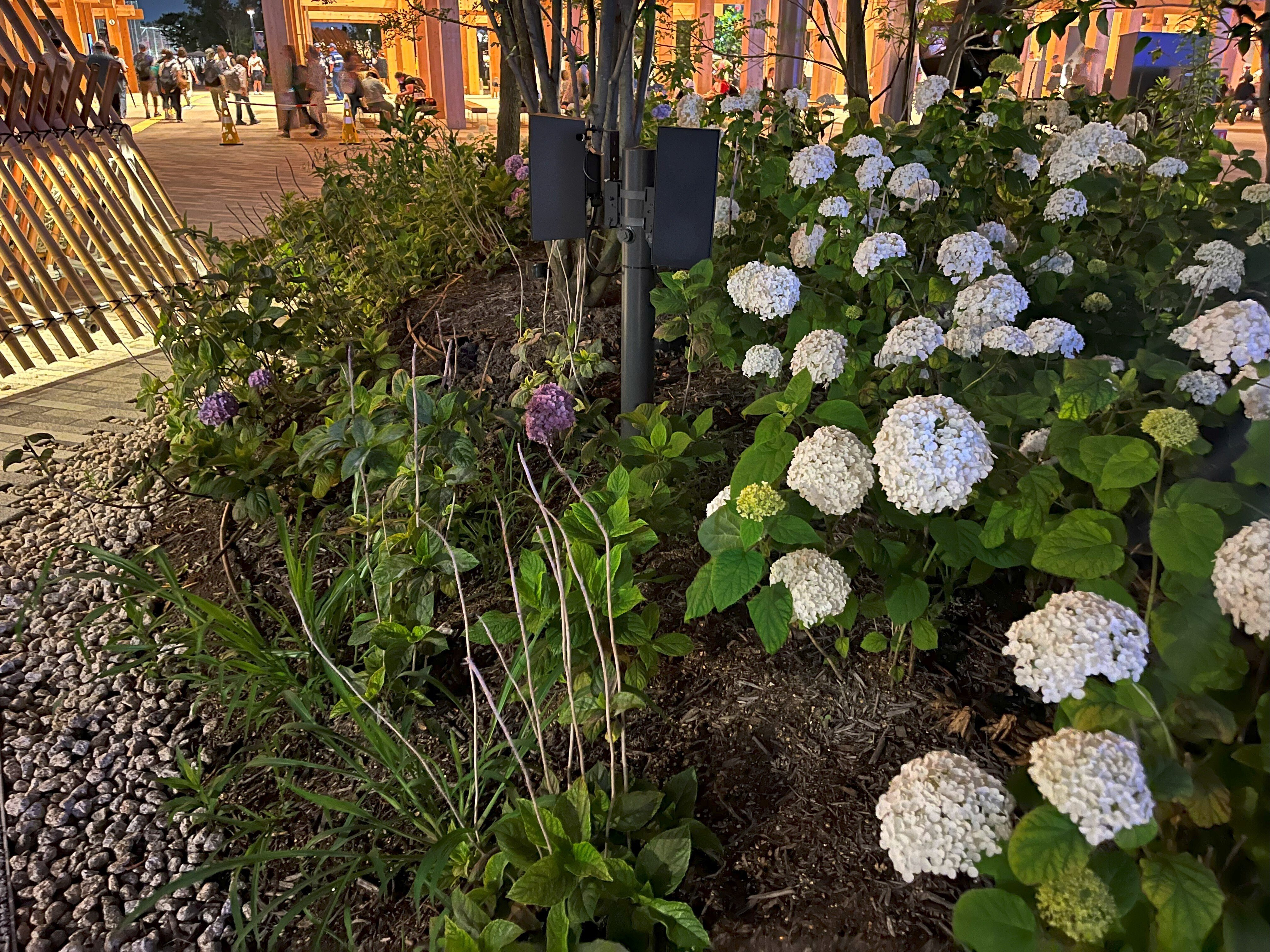 道端に咲く紫陽花まとめ2025 part1｜かぼちゃかべ