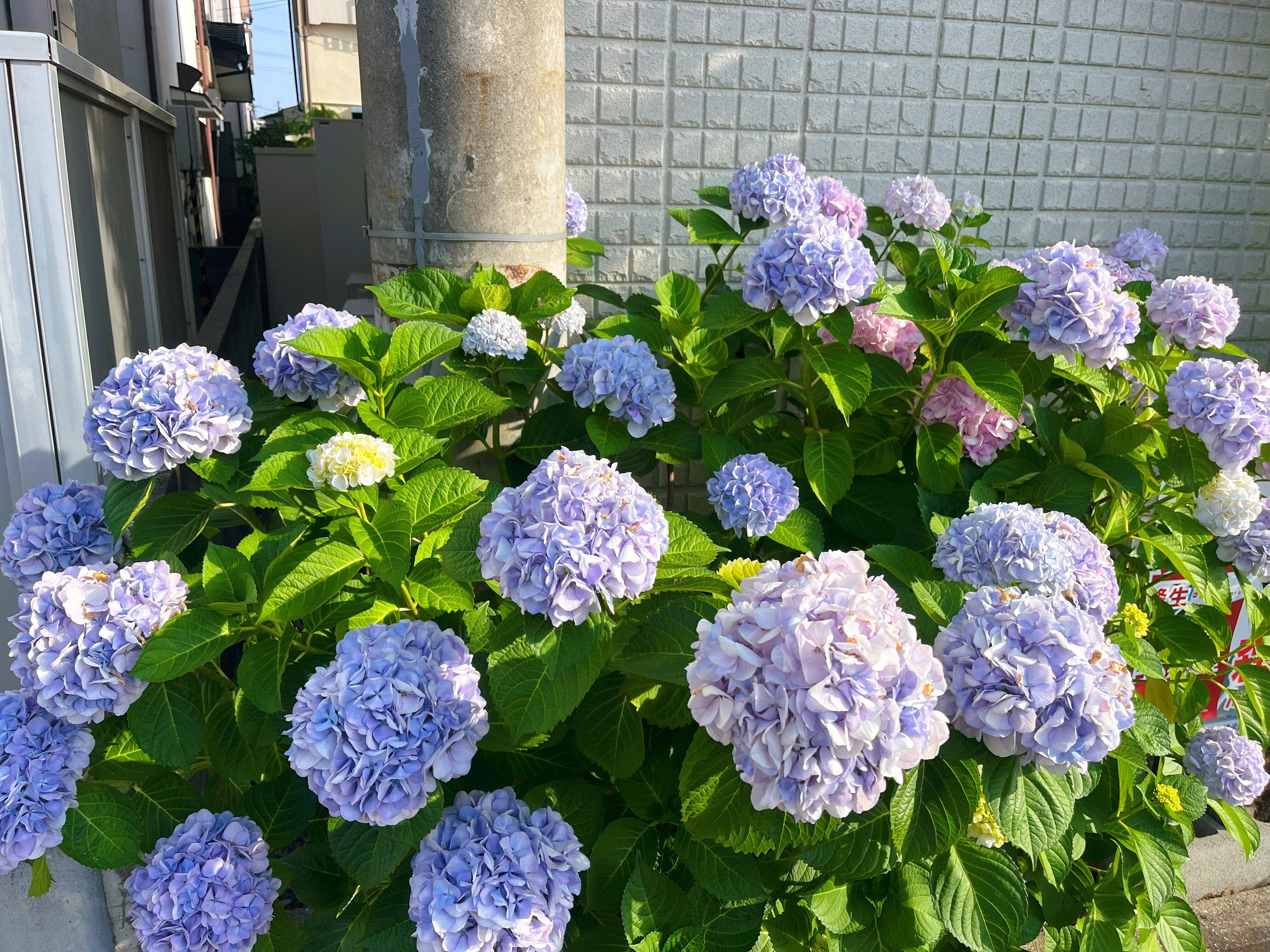 紫陽花 000000005967-01.jpg?size=l&w=