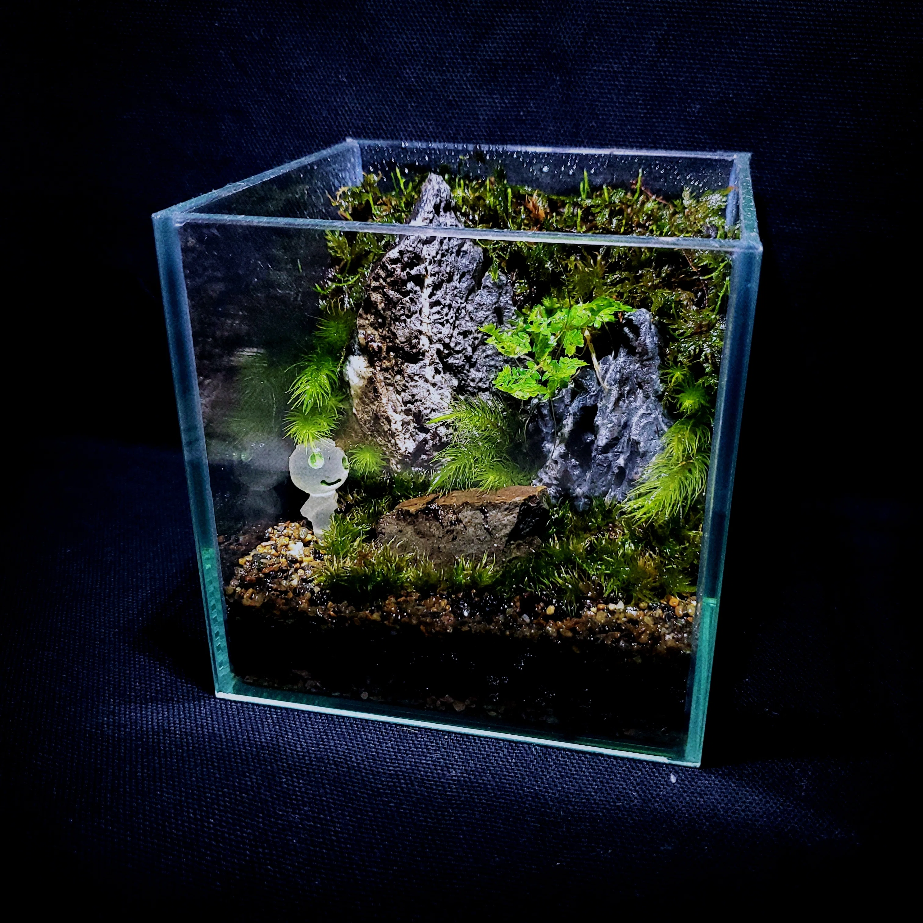 キレイな苔テラリウムを作るコツ｜moss paradise3055（モスパラ）