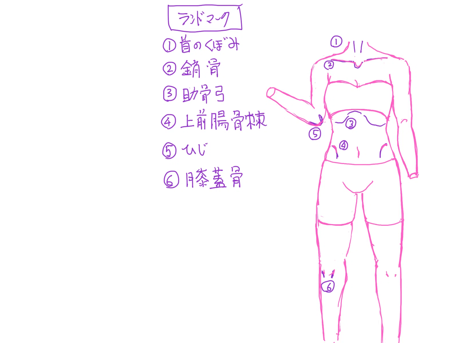 イラスト練習 第6週】脚素体の練習｜柳澤＠イラスト練習中！